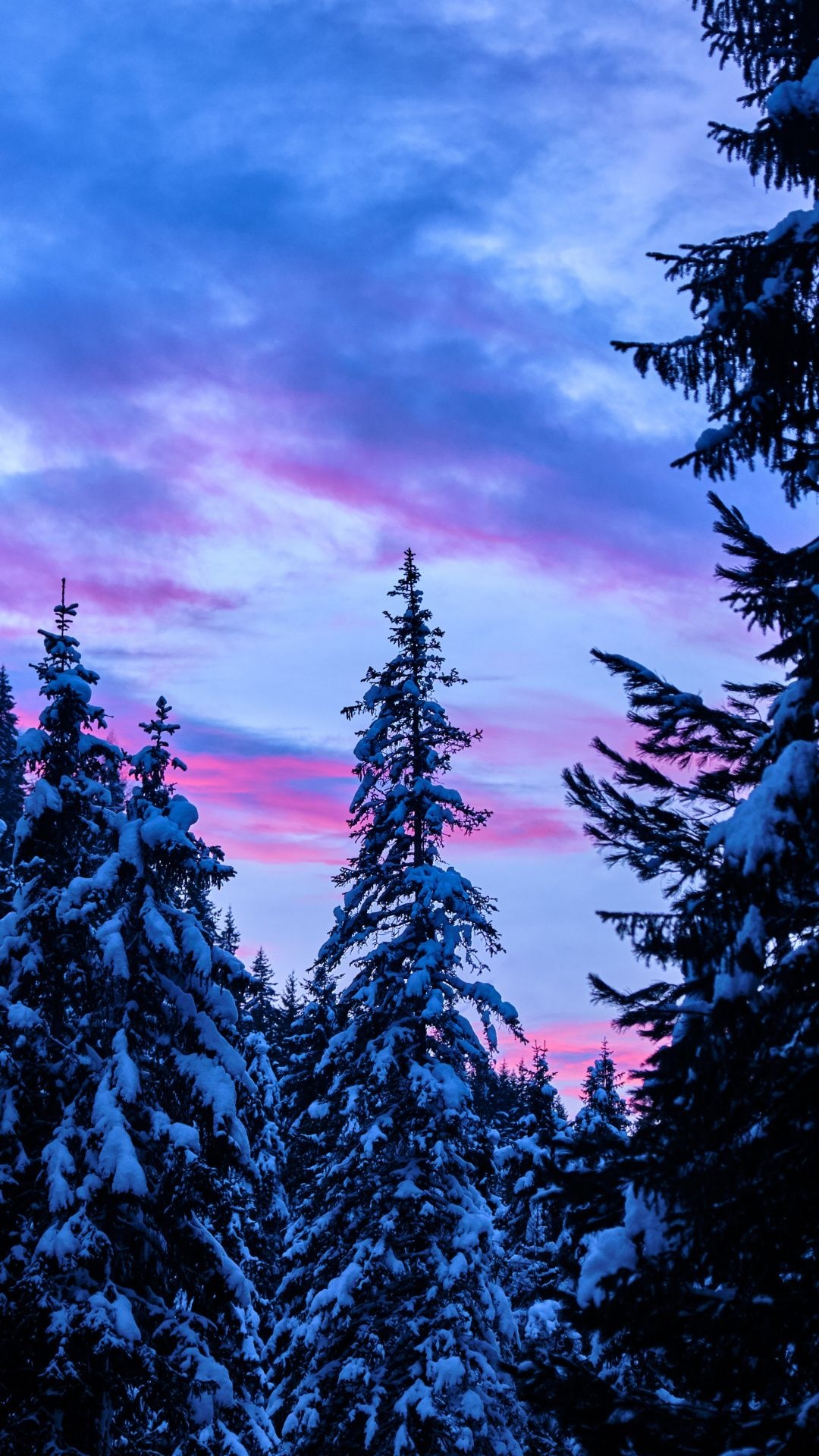 Wilderness adventure, Night sky, Spruce trees, Serene nature, 1080x1920 Full HD Phone