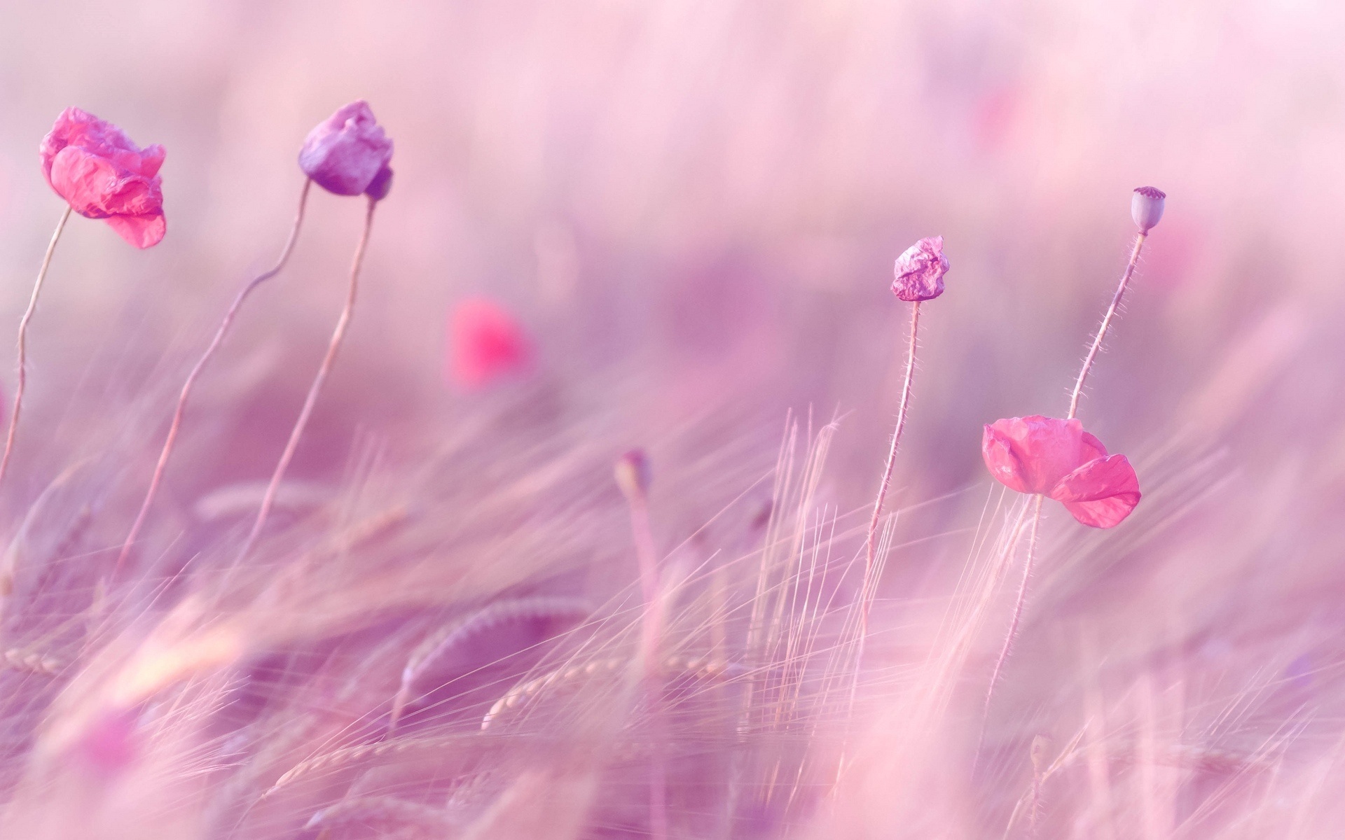 Flower Field: Flowering plants, Pink, Herbs. 1920x1200 HD Background.