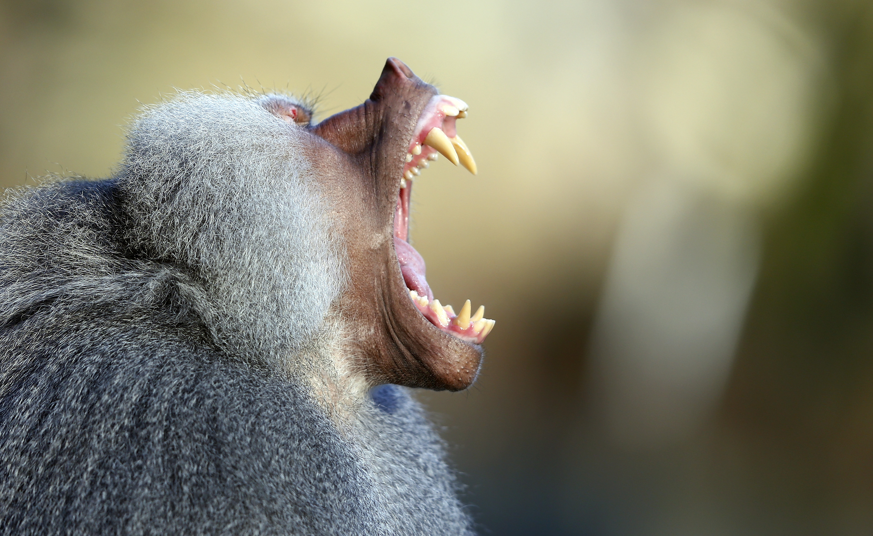 Toronto Zoo baboons, Feud resolution, End of conflict, Animal behavior, 3500x2150 HD Desktop
