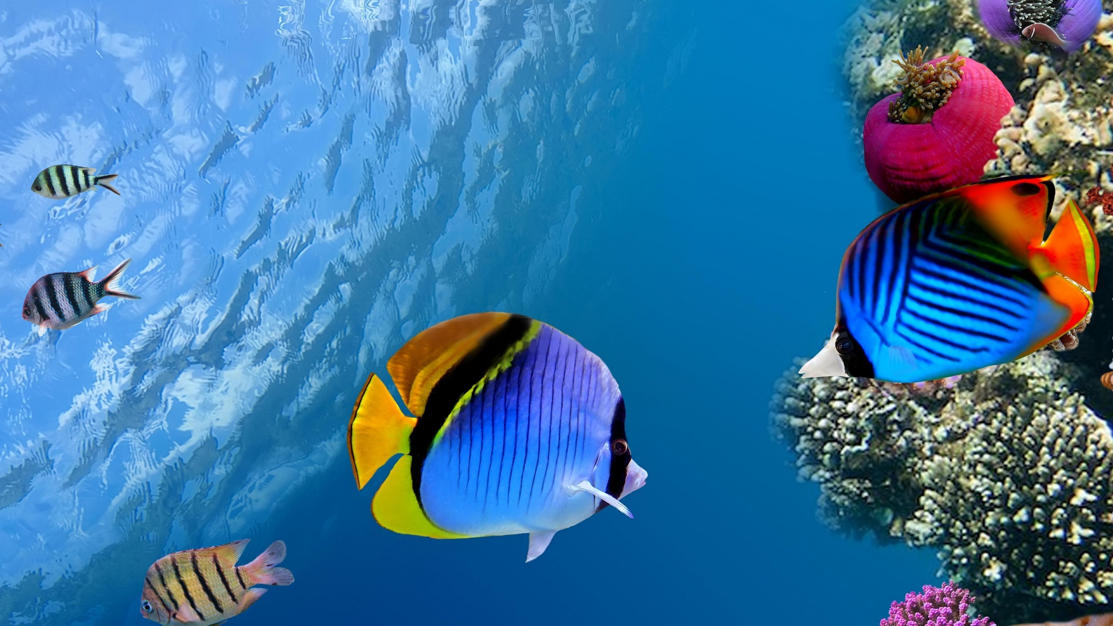 Underwater coral fish wallpaper, 4K Ultra HD background, Marine life beauty, Captivating oceanic scene, 3840x2160 4K Desktop