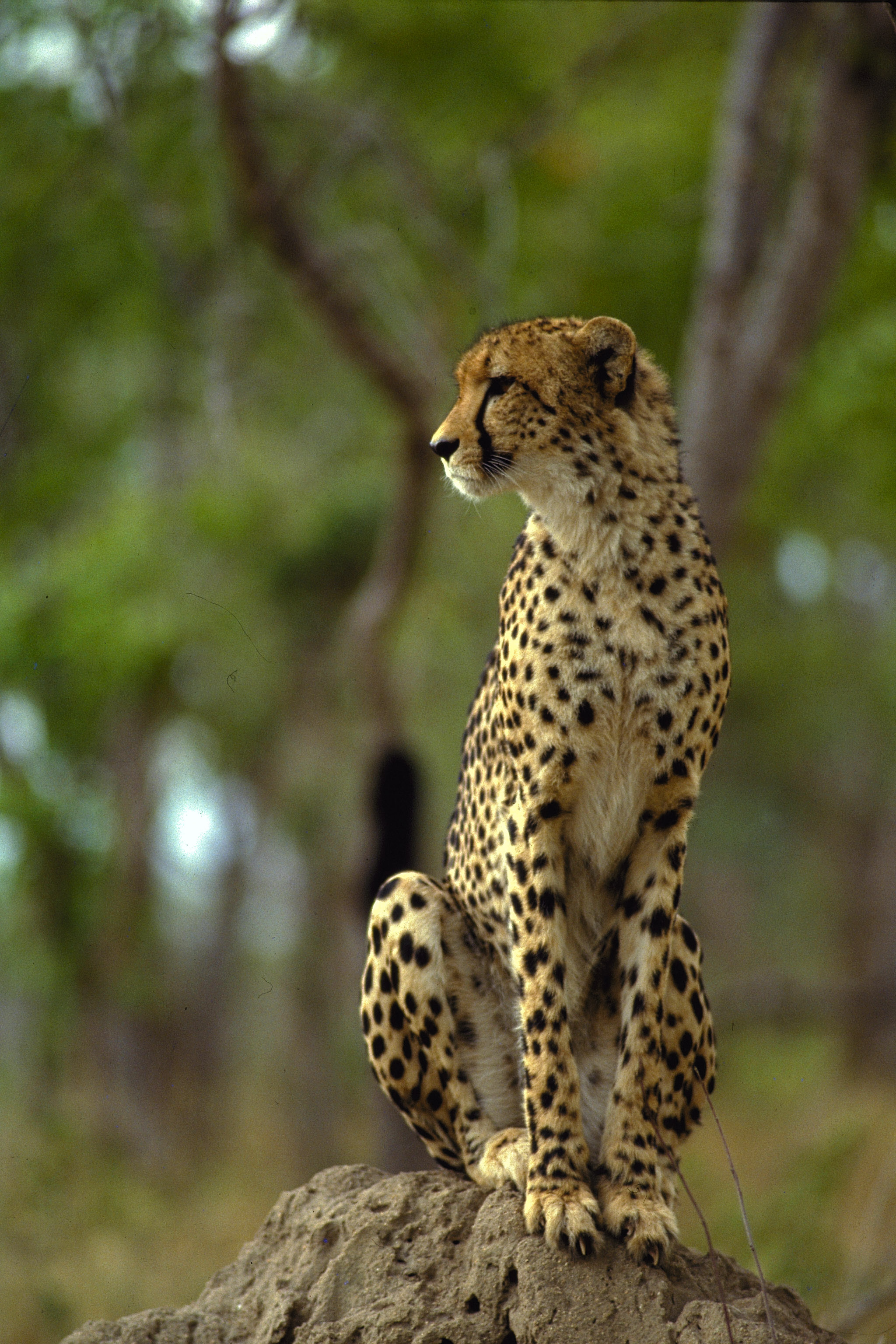Cheetah in Zambia, African wildlife, Exotic safari, Unforgettable sighting, 2050x3080 HD Phone