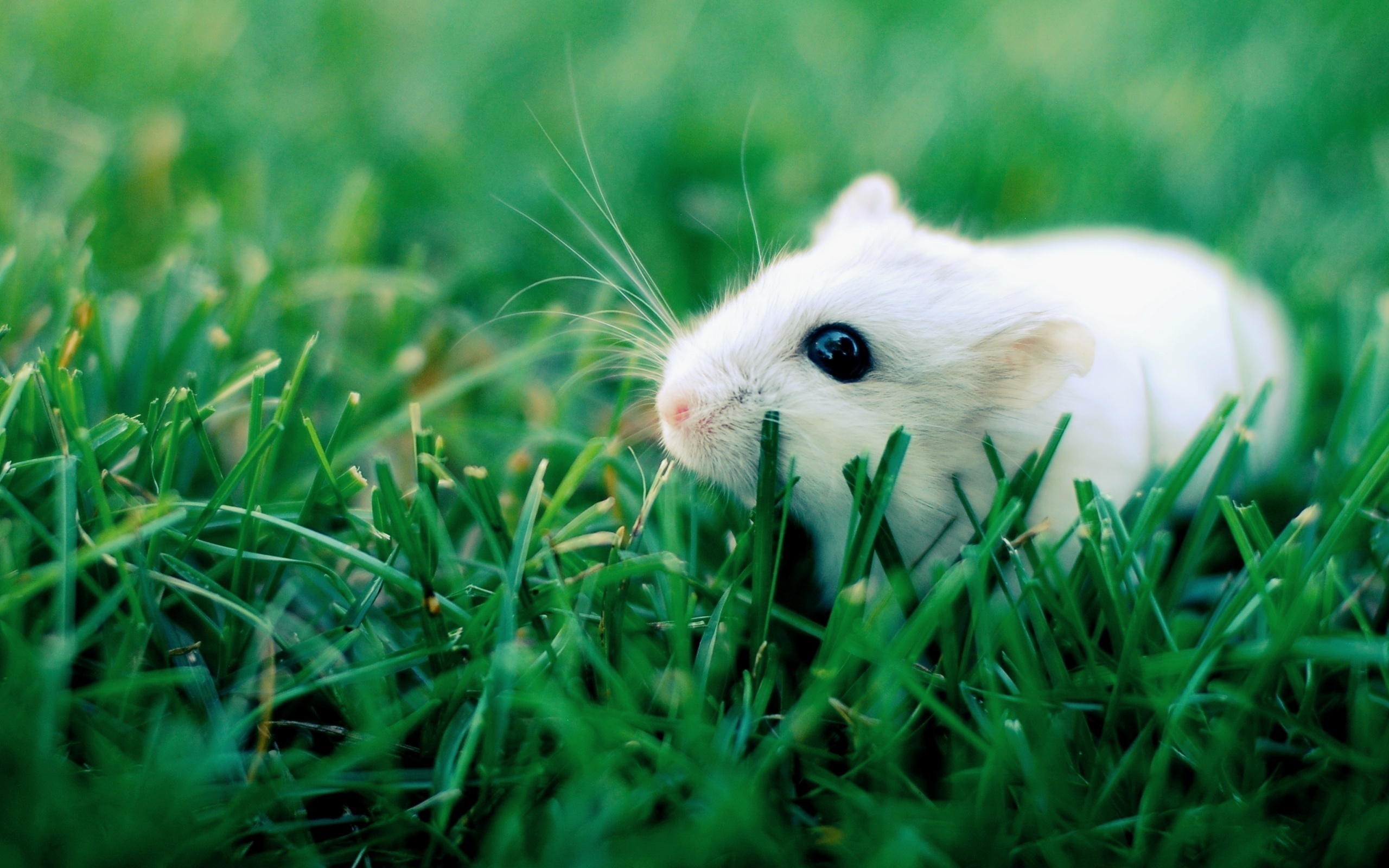 Rodent wallpapers, Mouse in nature, Nature photography, Cute, 2560x1600 HD Desktop
