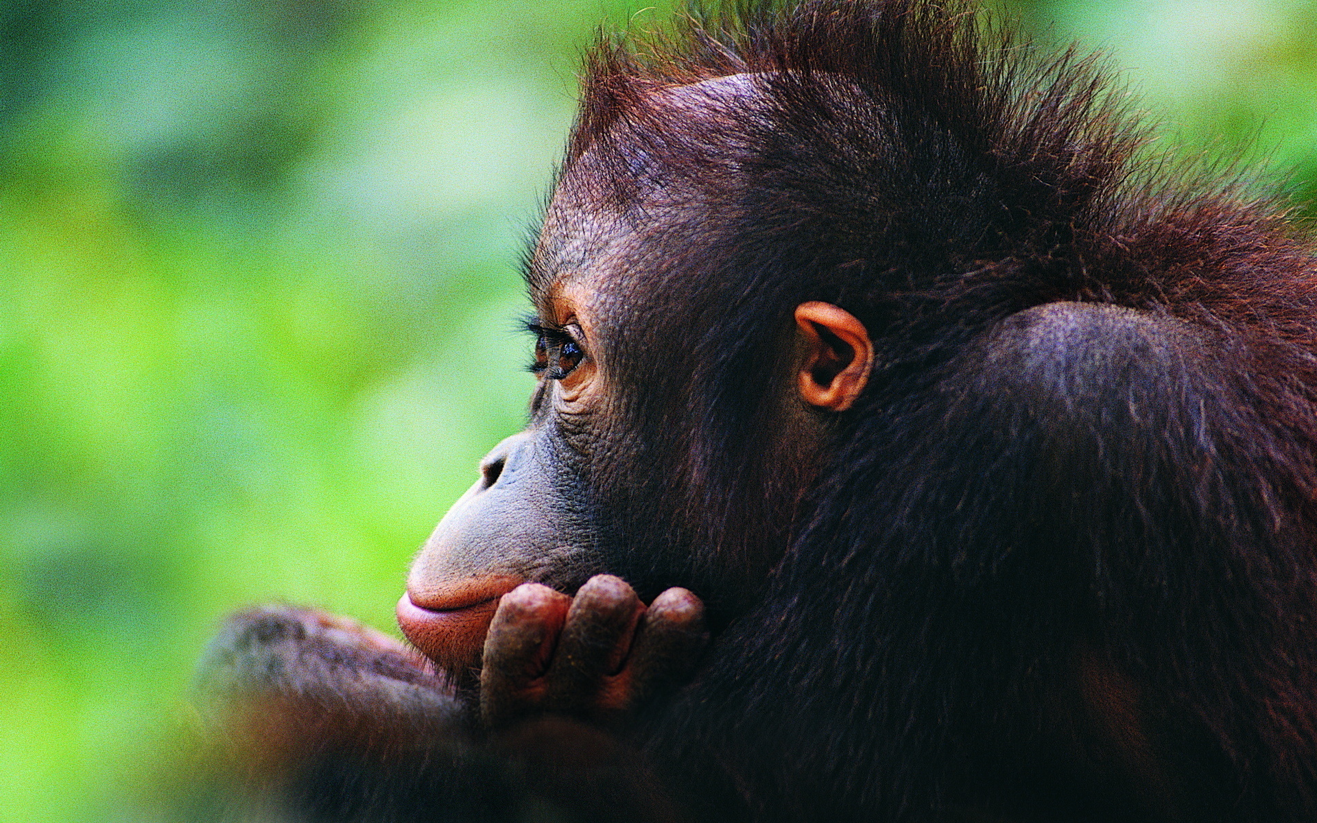 Orangutan wallpapers, Wide range, Natural beauty, Wildlife sanctuary, 1920x1200 HD Desktop