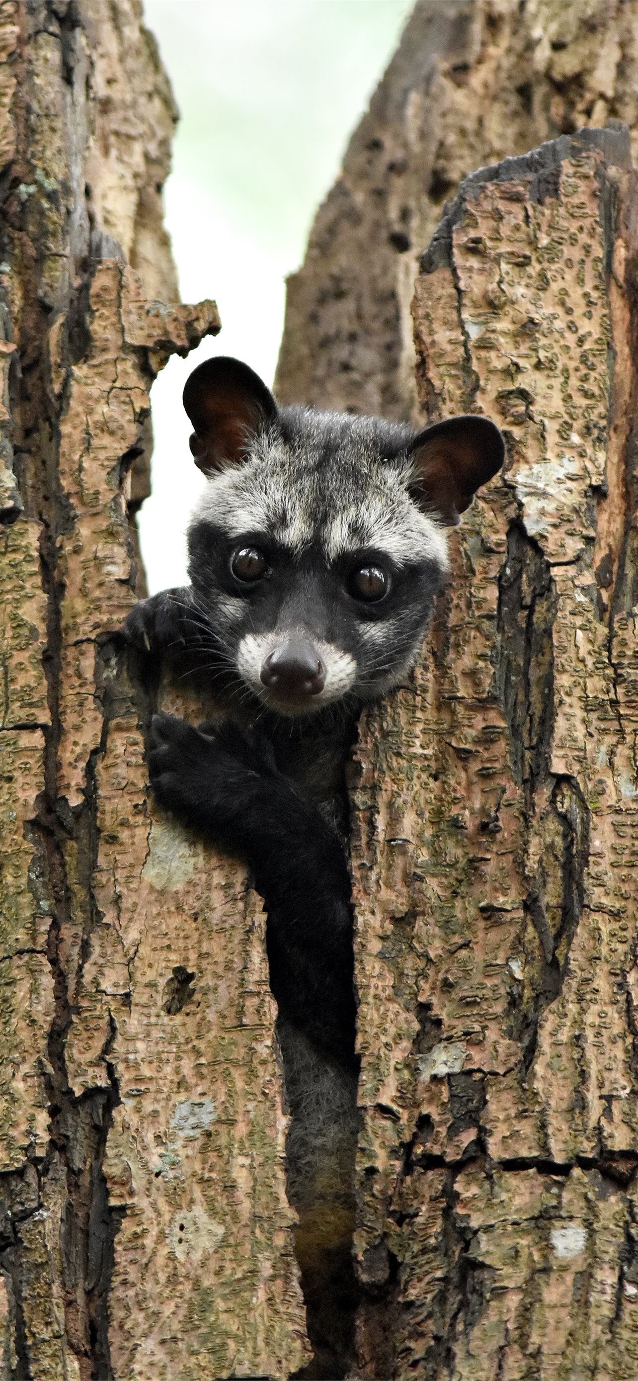 Asian Palm Civet, Latest iPhone wallpapers, Free HD, 1290x2780 HD Phone