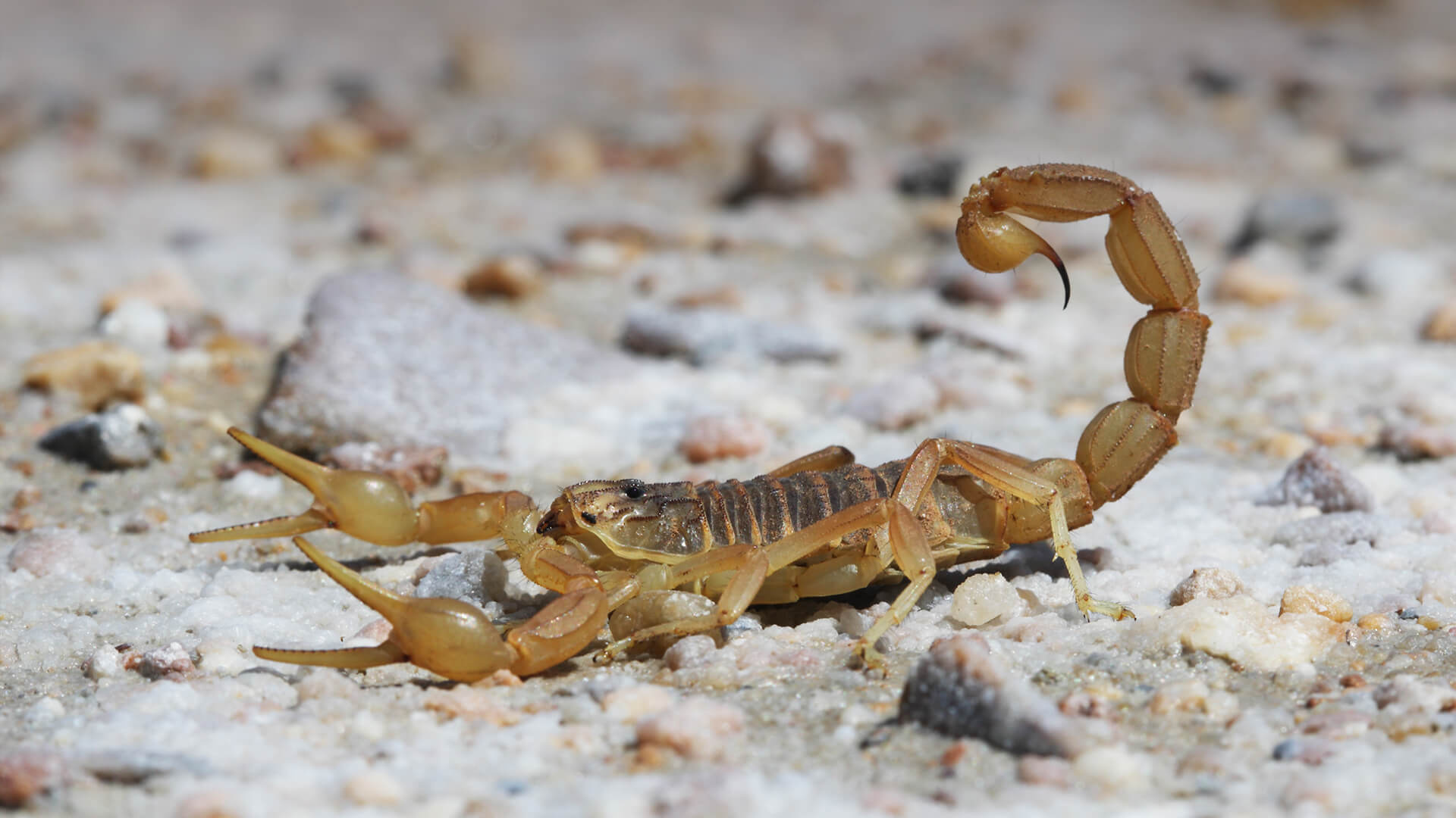 Scorpion (Animal): Uses their pincers to grab prey and then whip their venomous tail stinger over. 1920x1080 Full HD Background.