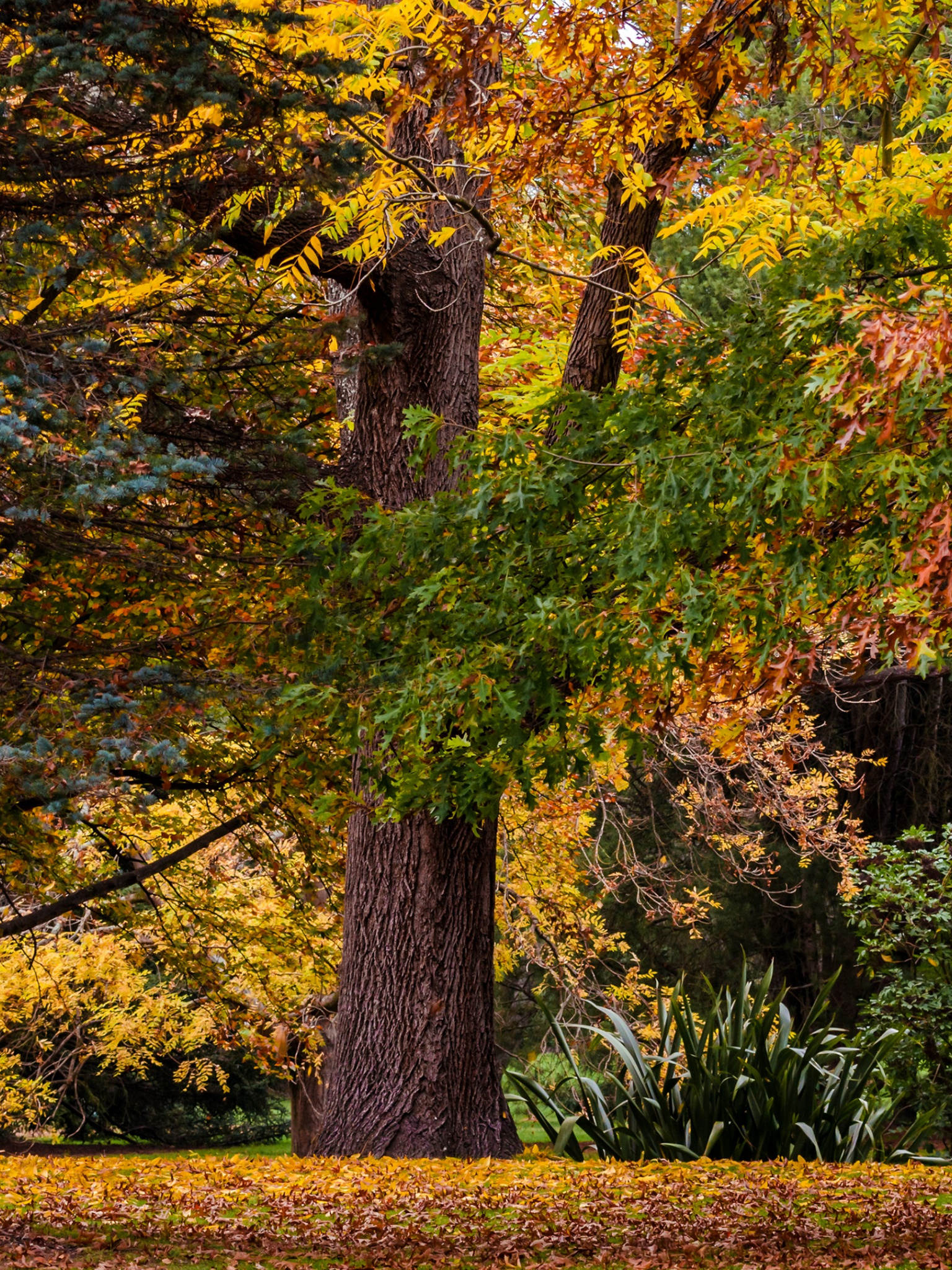 Autumn forest landscape, 4K Ultra HD, Desktop wallpaper, Visual enchantment, 1540x2050 HD Handy