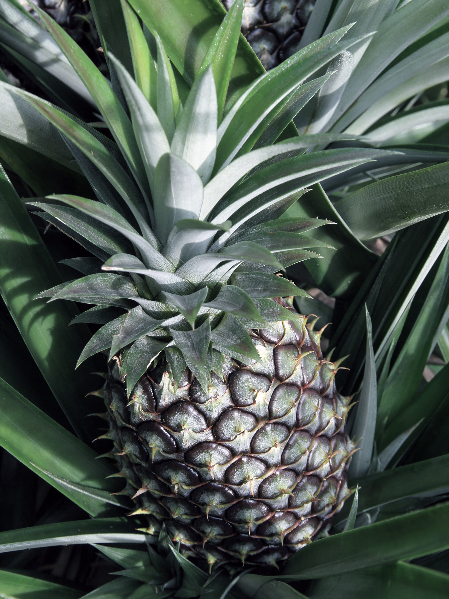 Pineapple: Ananas comosus, A complex flower head that forms around the stem. 1500x2000 HD Background.