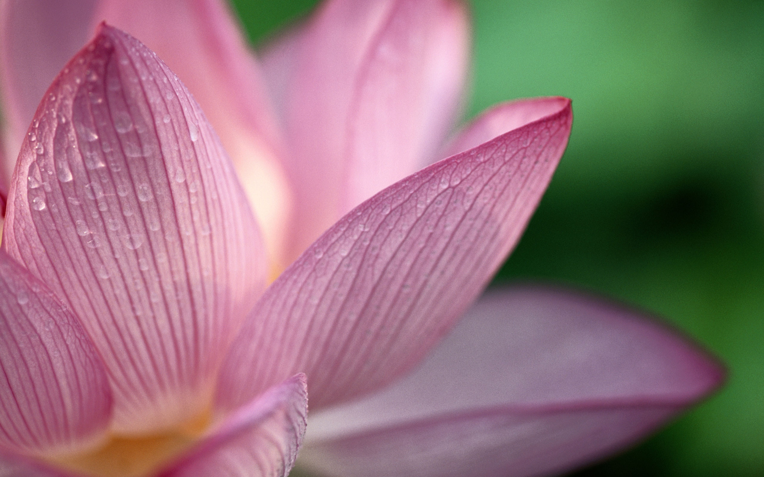 Lotus flower HD wallpaper, 2560x1600 HD Desktop