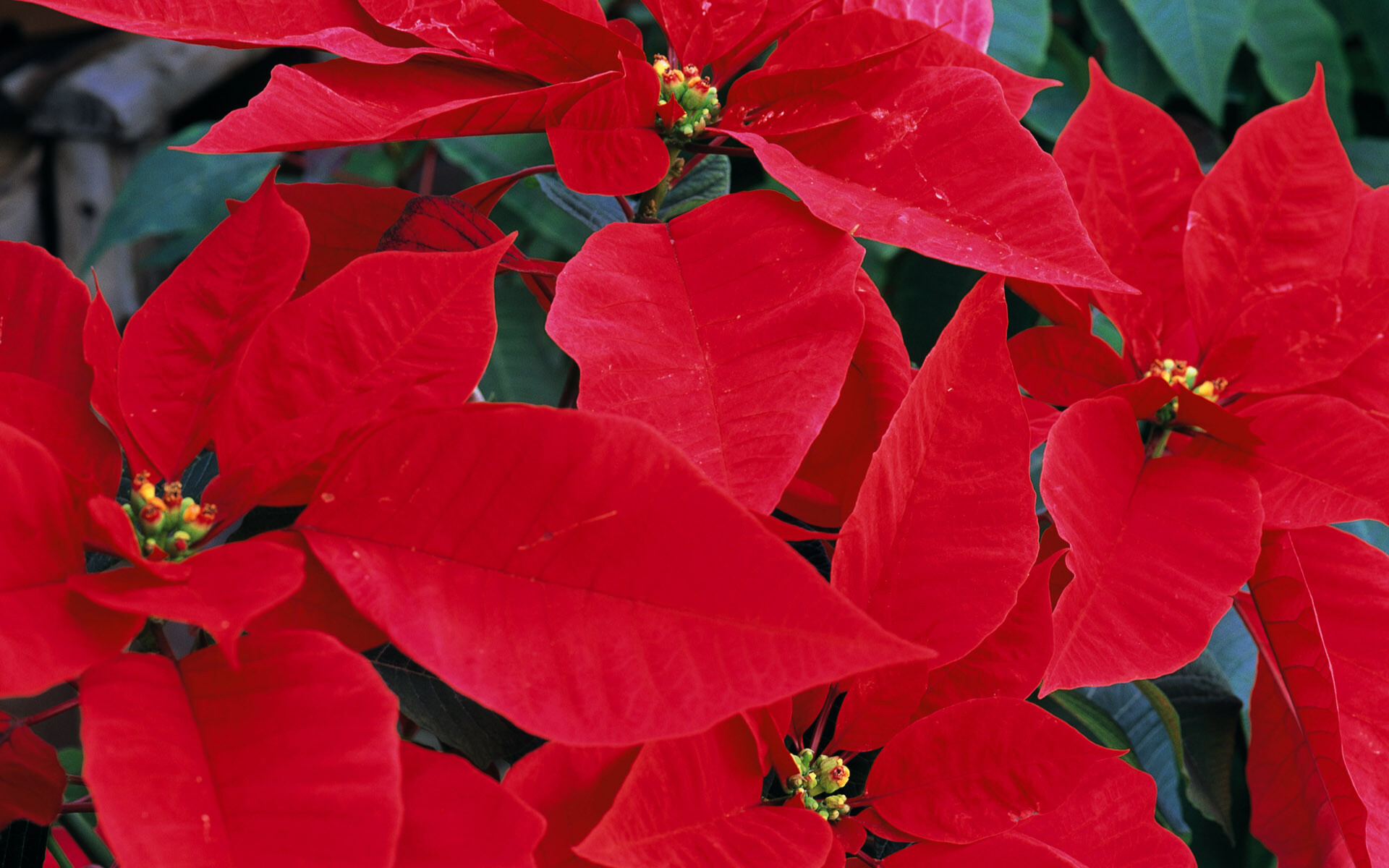 Poinsettia: It flowers from mid-November through to January and is the ultimate Christmas decoration for the home, aside from the Christmas tree, of course. 1920x1200 HD Wallpaper.