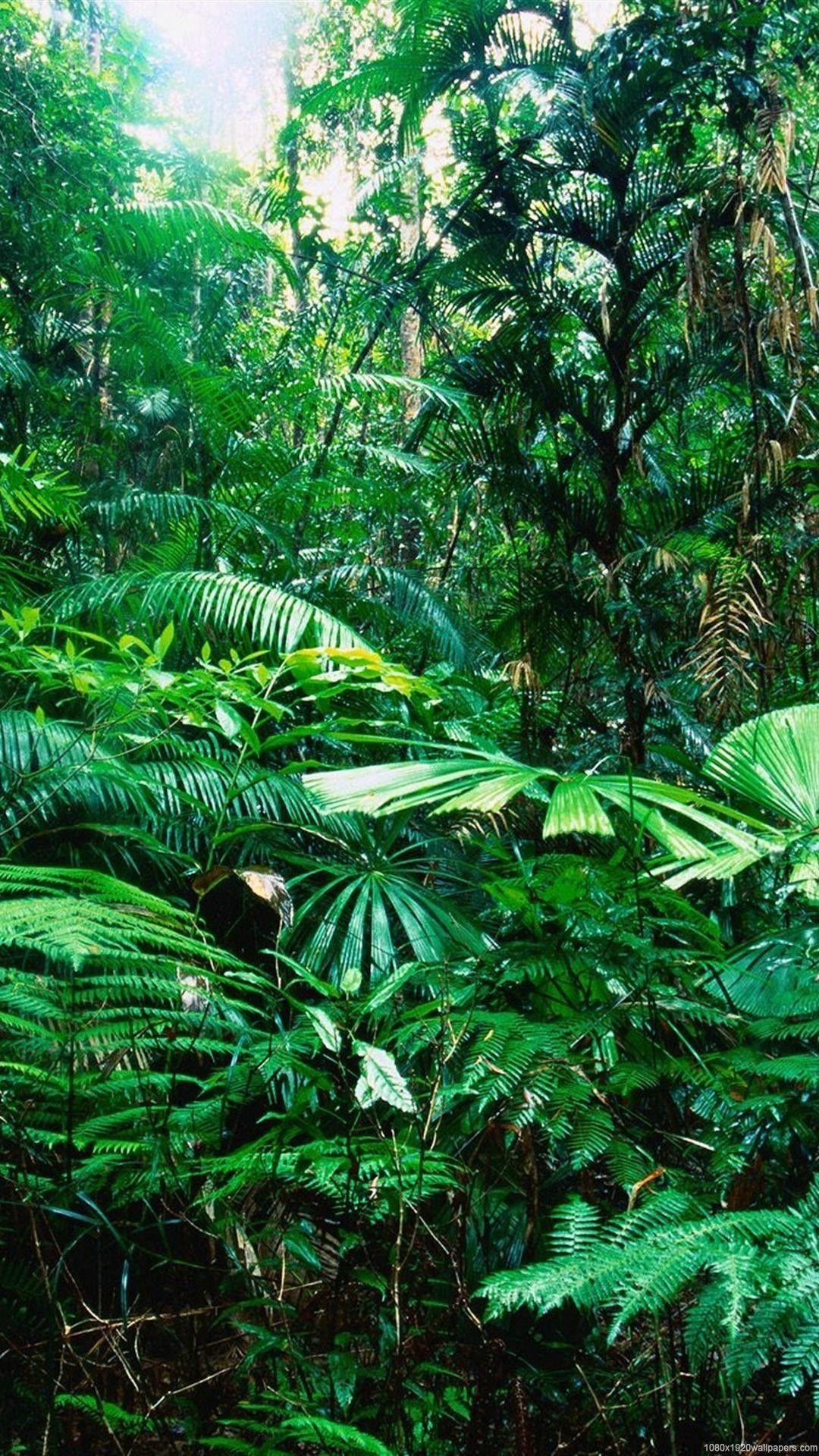 Amazonas-Wald-Wallpaper in HD, 1080x1920 Full HD Handy