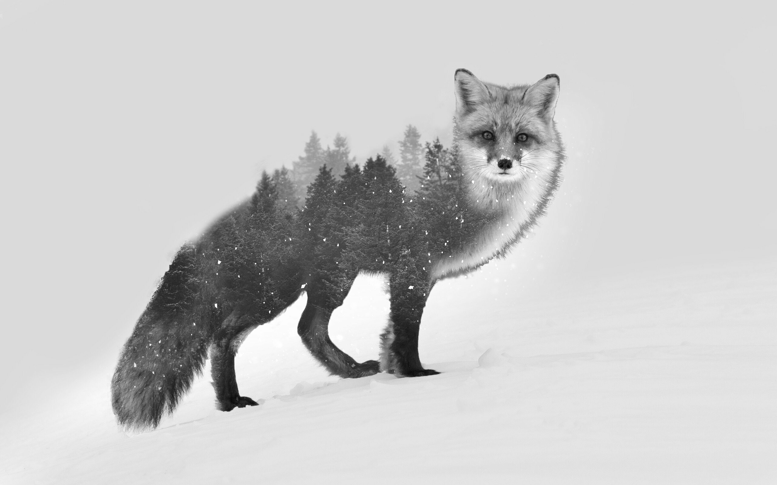 Fox: Live around the world in many diverse habitats including forests, grasslands, mountains, Monochrome. 2560x1600 HD Background.