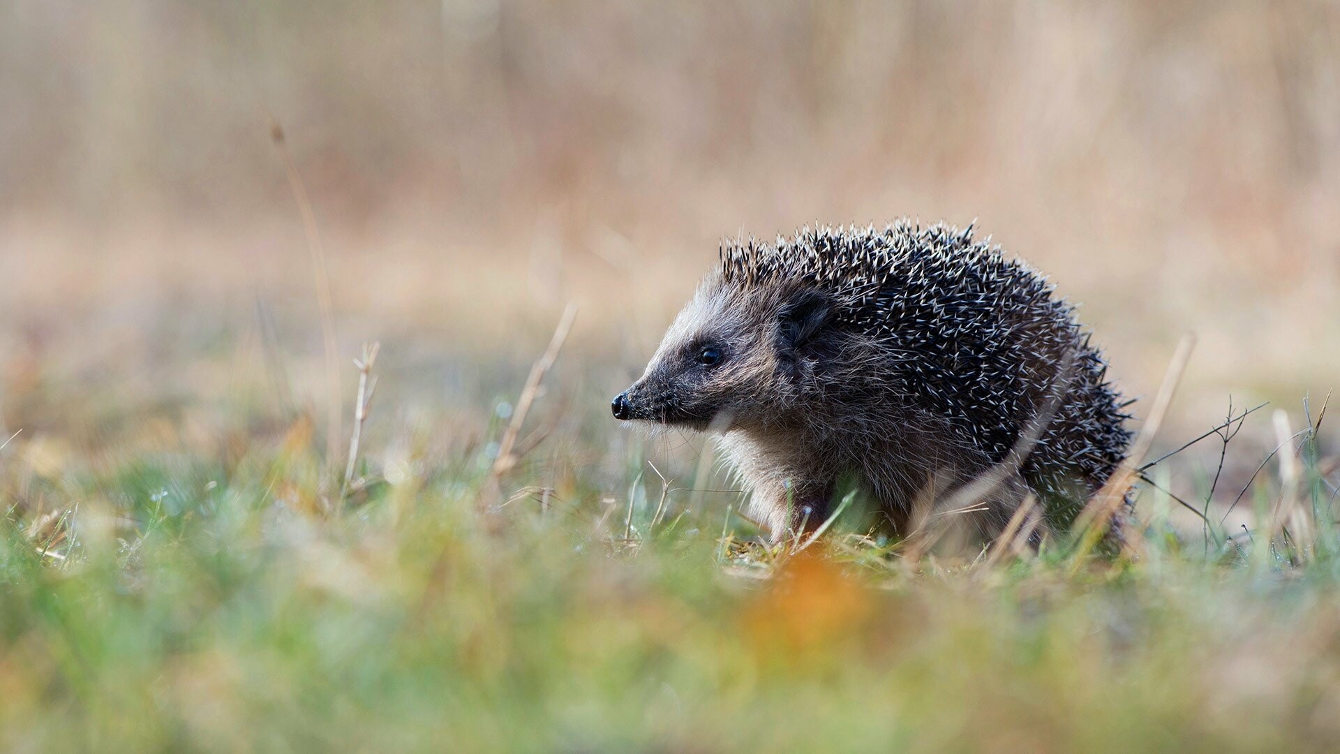Hedgehog: The species have over 5000 spikes on their body, Mammal. 1920x1080 Full HD Background.