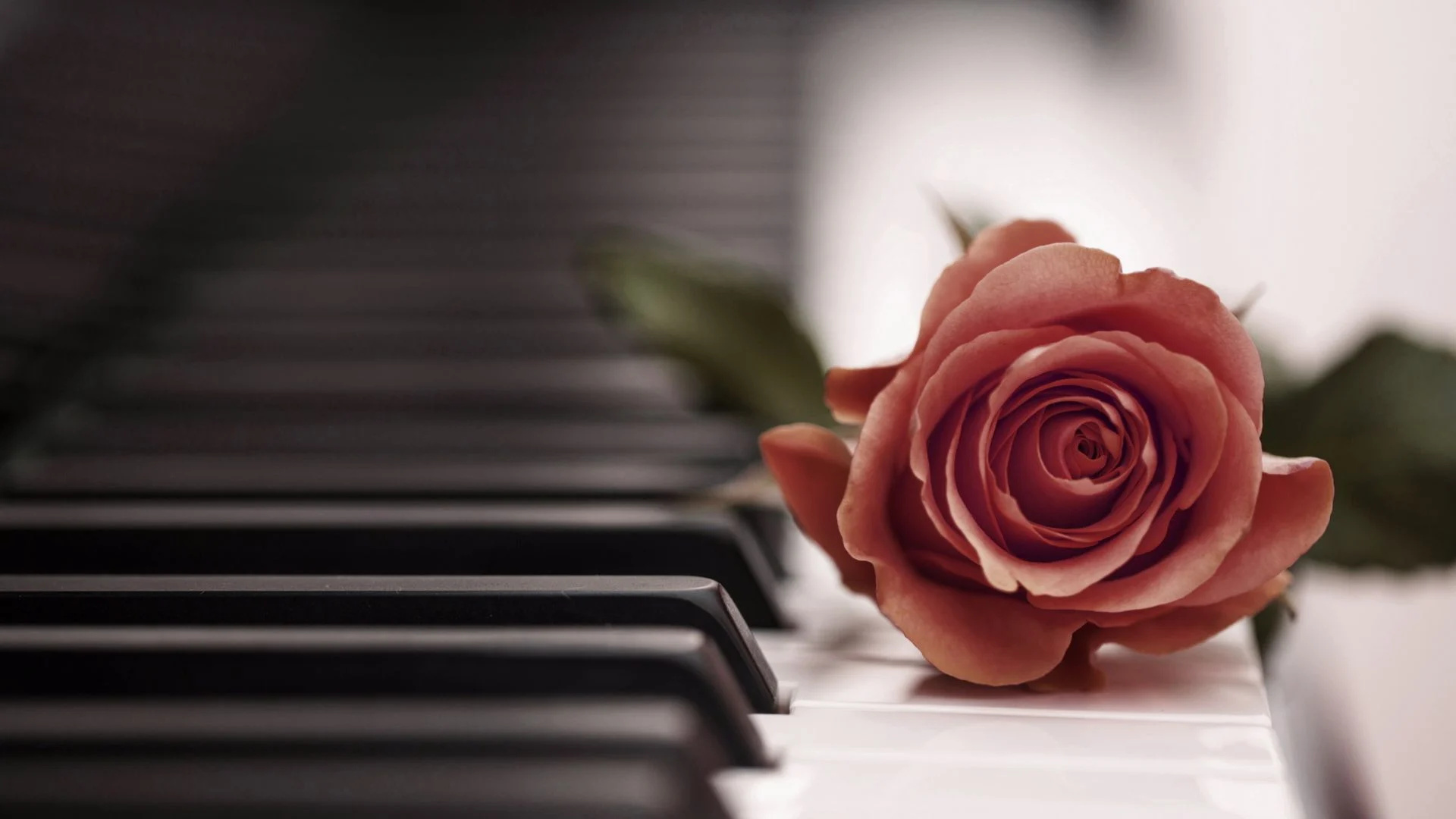 Piano: Tea Rose On Keys, Classical Musical Instrument, Bicolored Keys. 1920x1080 Full HD Wallpaper.