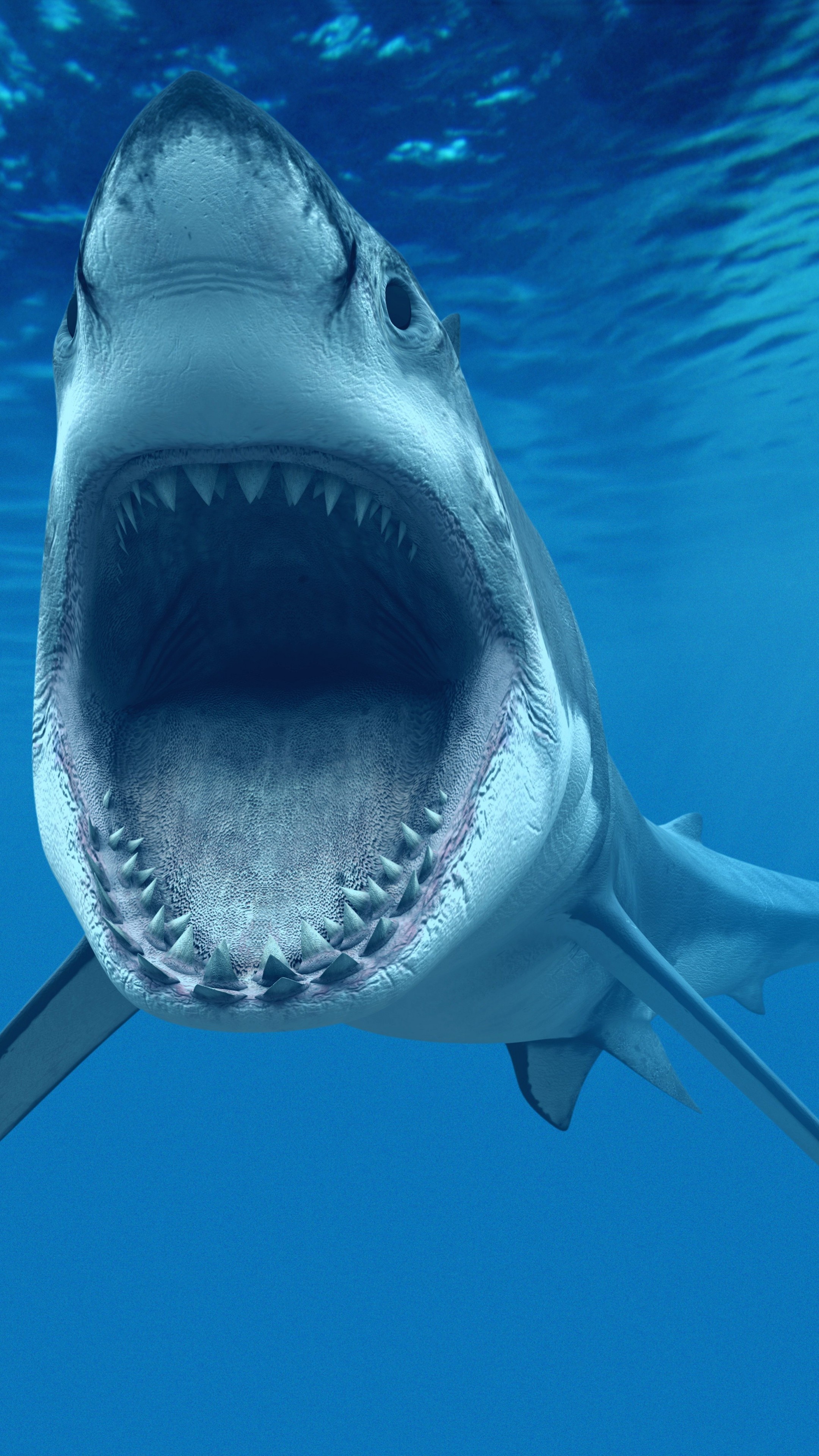 Great White Shark: The only known surviving species of its genus Carcharodon, Dangerous jaws. 2160x3840 4K Background.
