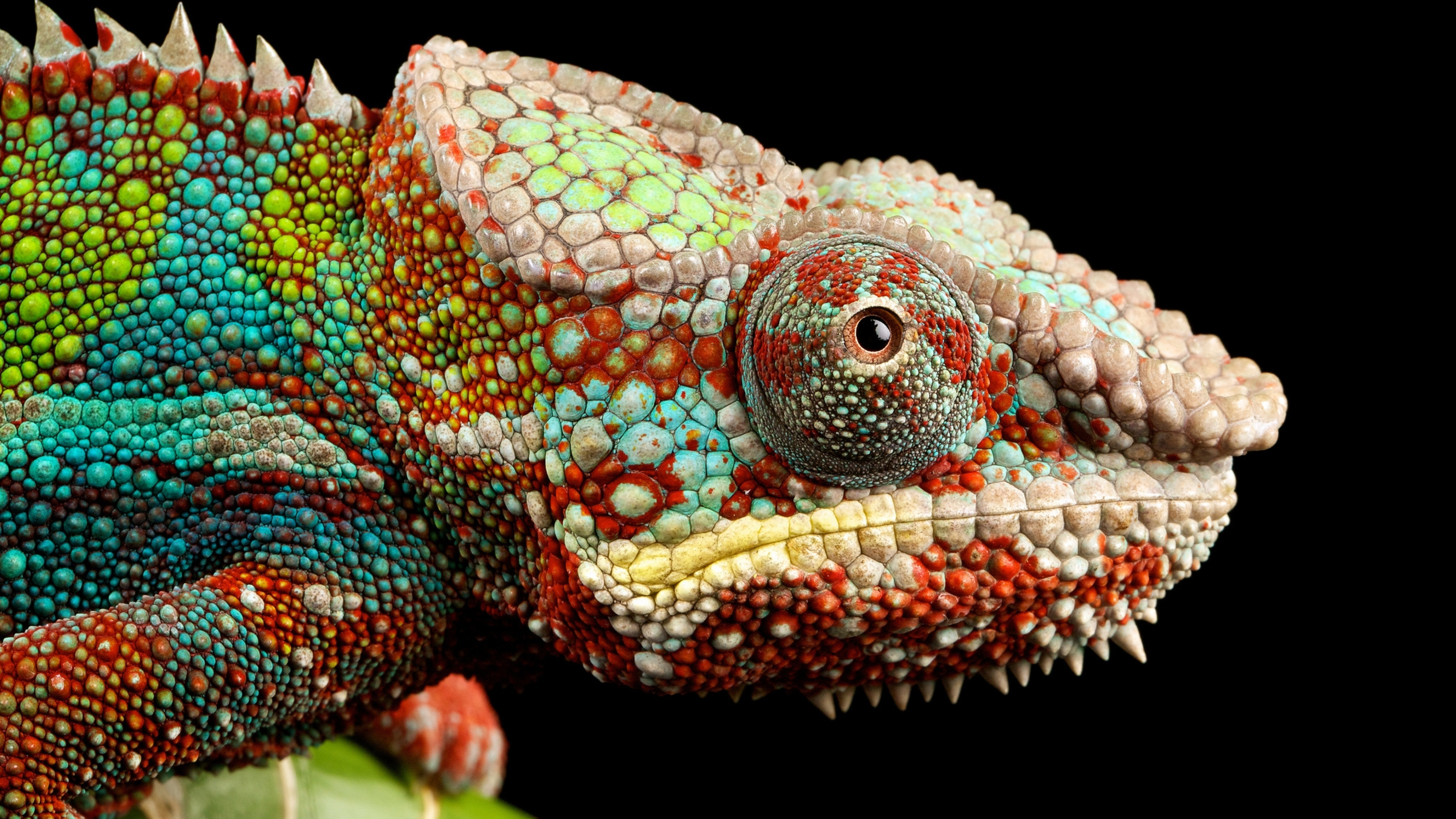 Chameleon lizard, Multicolor scales, Close-up view, Macro photography, 3840x2160 4K Desktop