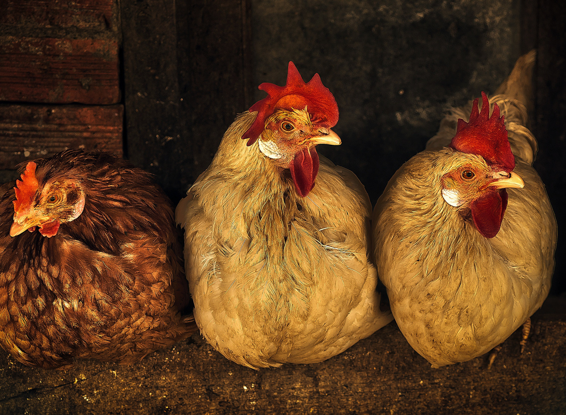 Chicken trio, Coop section, Animal treatment, Hen in resolution, 1920x1410 HD Desktop