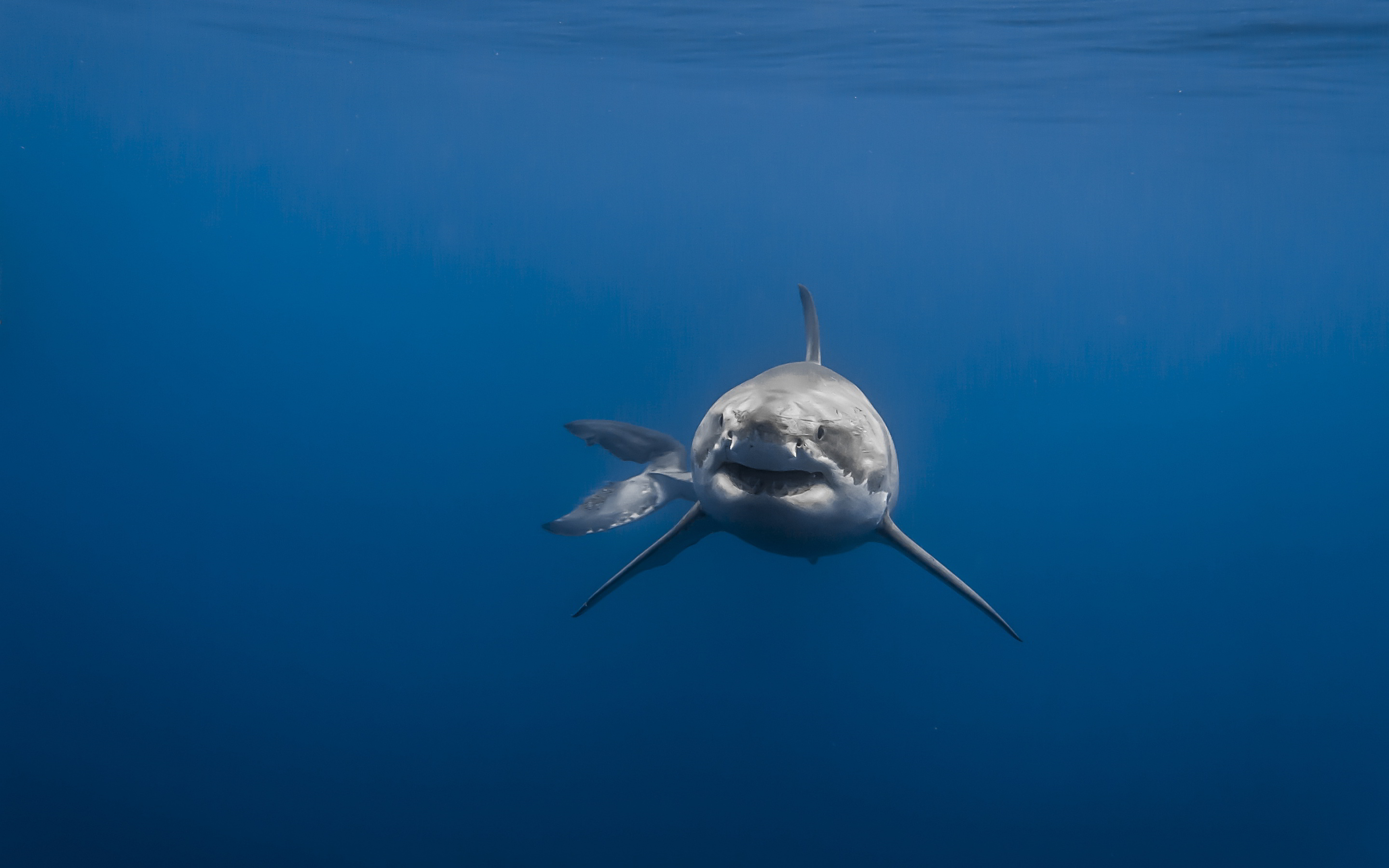 Great White Shark: Have a torpedo-shaped body with a pointed snout and powerful jaws. 2880x1800 HD Wallpaper.