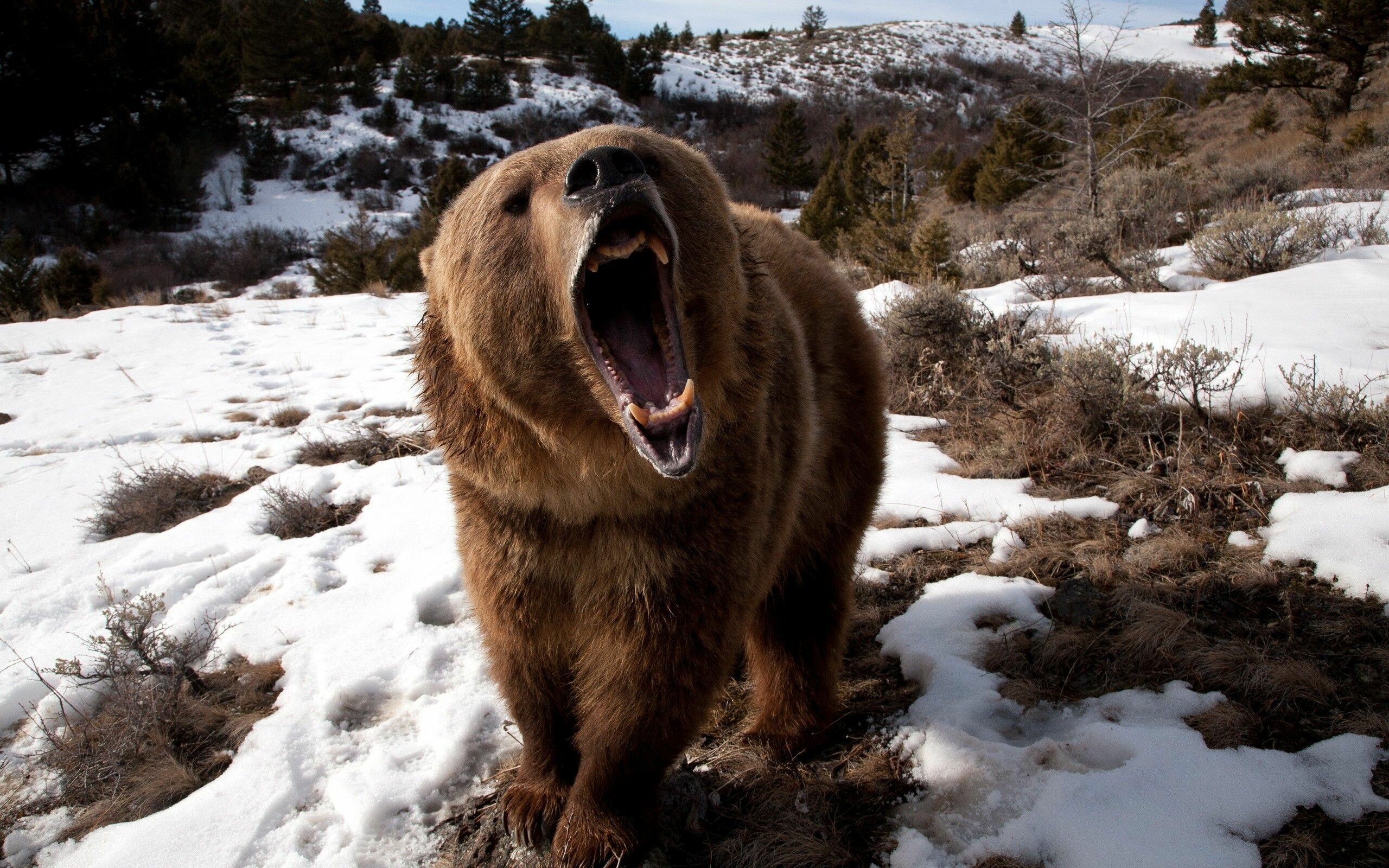 Bear: Grizzly, Ursus arctos horribilis, North American species. 2560x1600 HD Wallpaper.