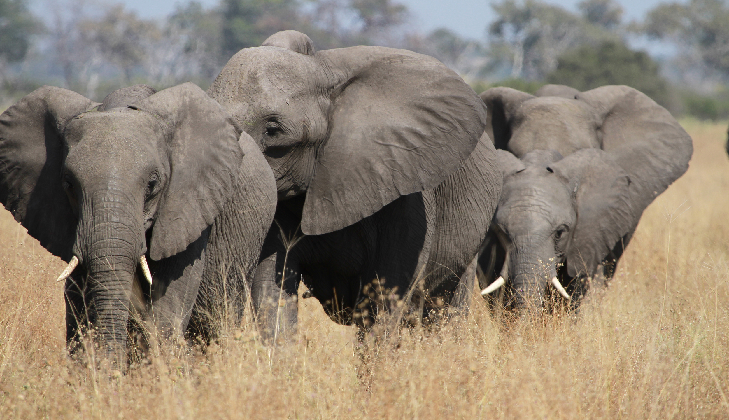 Safari Botsuana, Chobe Nationalpark, Consafarity, Breathtaking wildlife, 2500x1440 HD Desktop