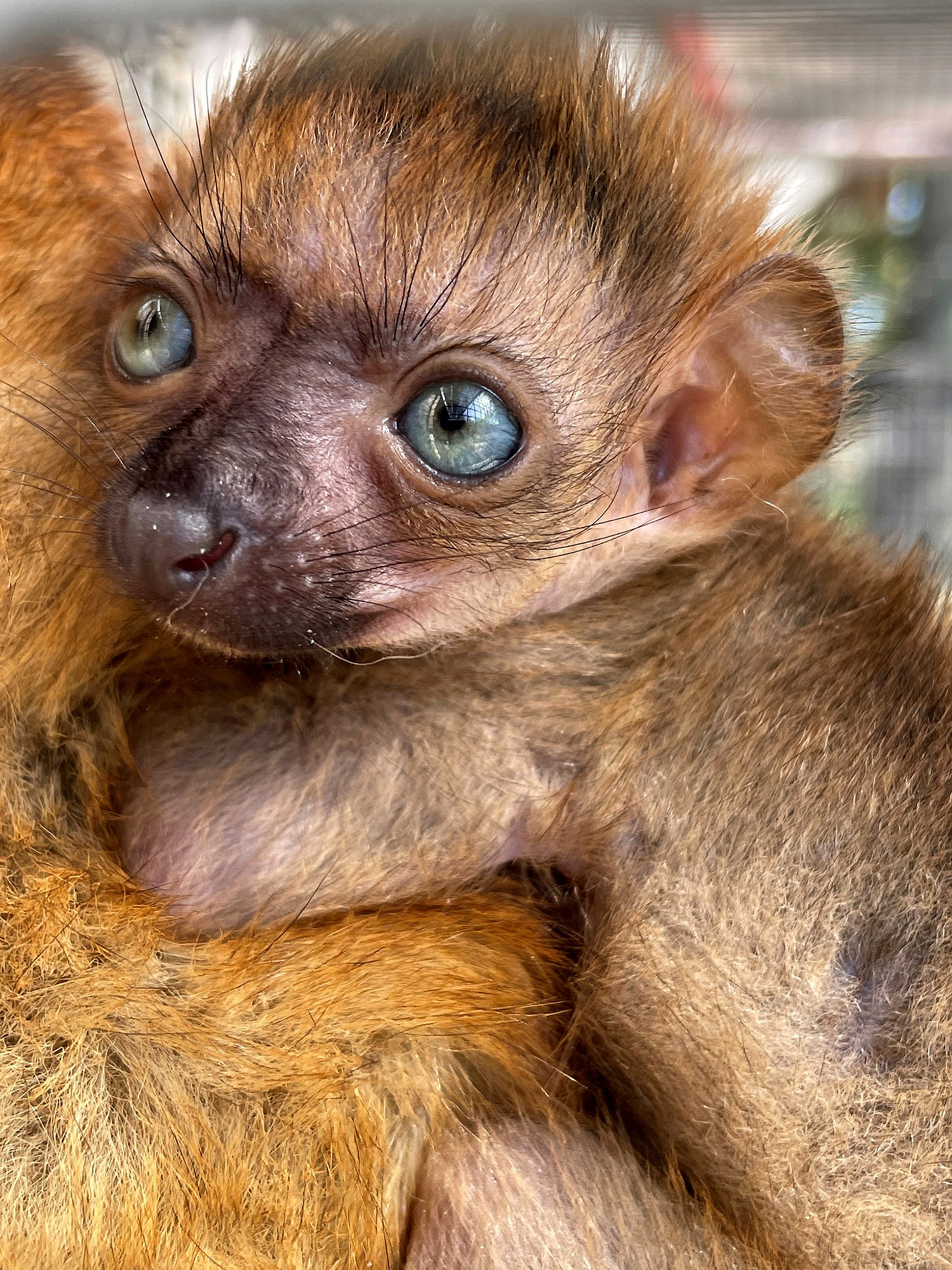Endangered lemur, Blue-eyed black lemur, Jacksonvill Zoo birth, Conservation success, 1500x2000 HD Phone