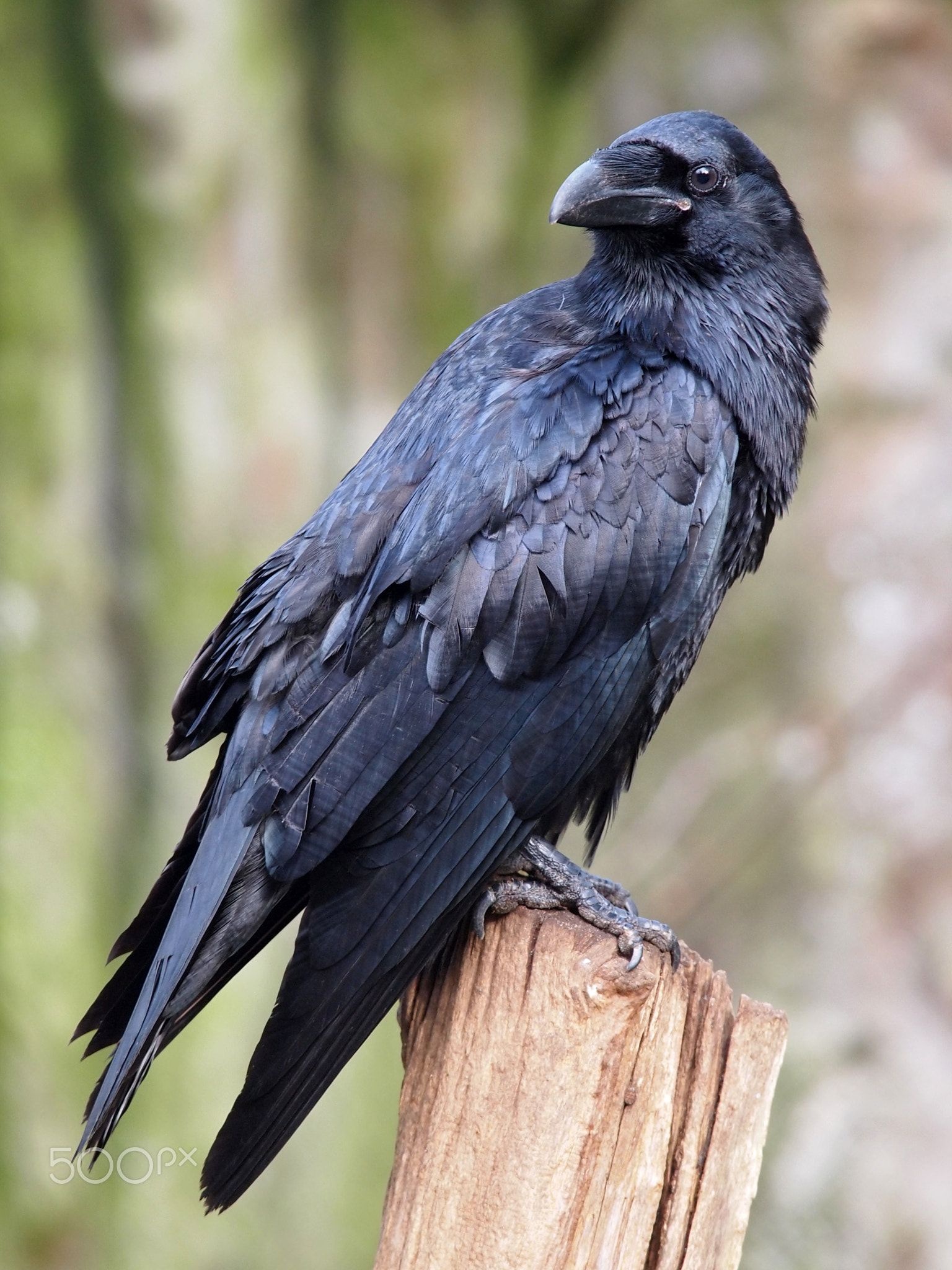 Morbid corvid ideas, Black bird, Raven art, 1540x2050 HD Phone