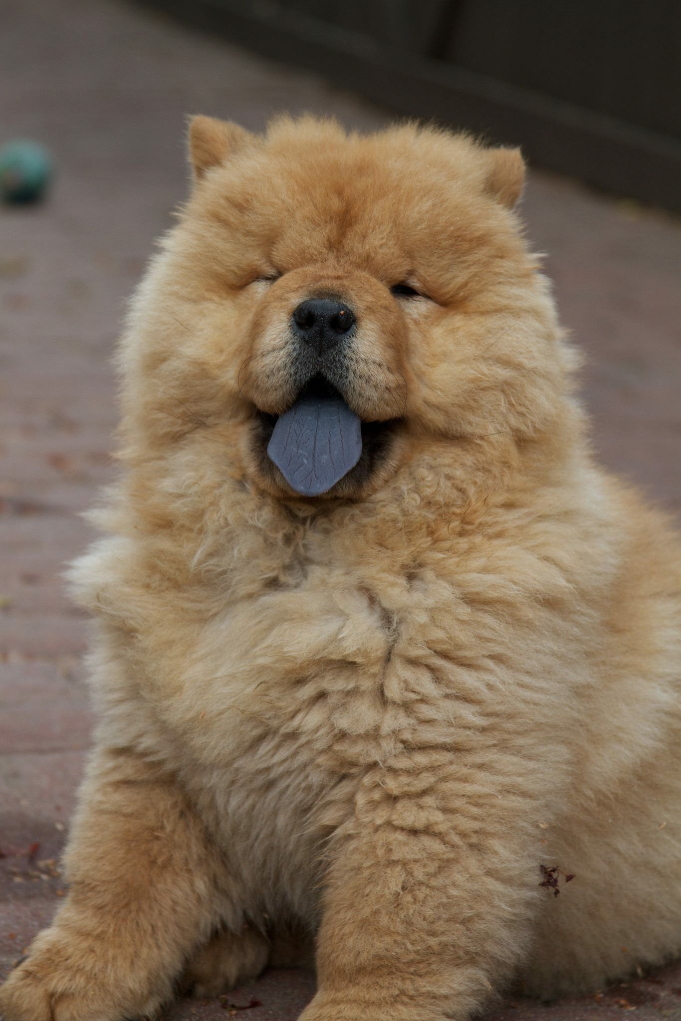 Chow Chow, Dogs, Puppy, Chow Chow, 1370x2050 HD Handy