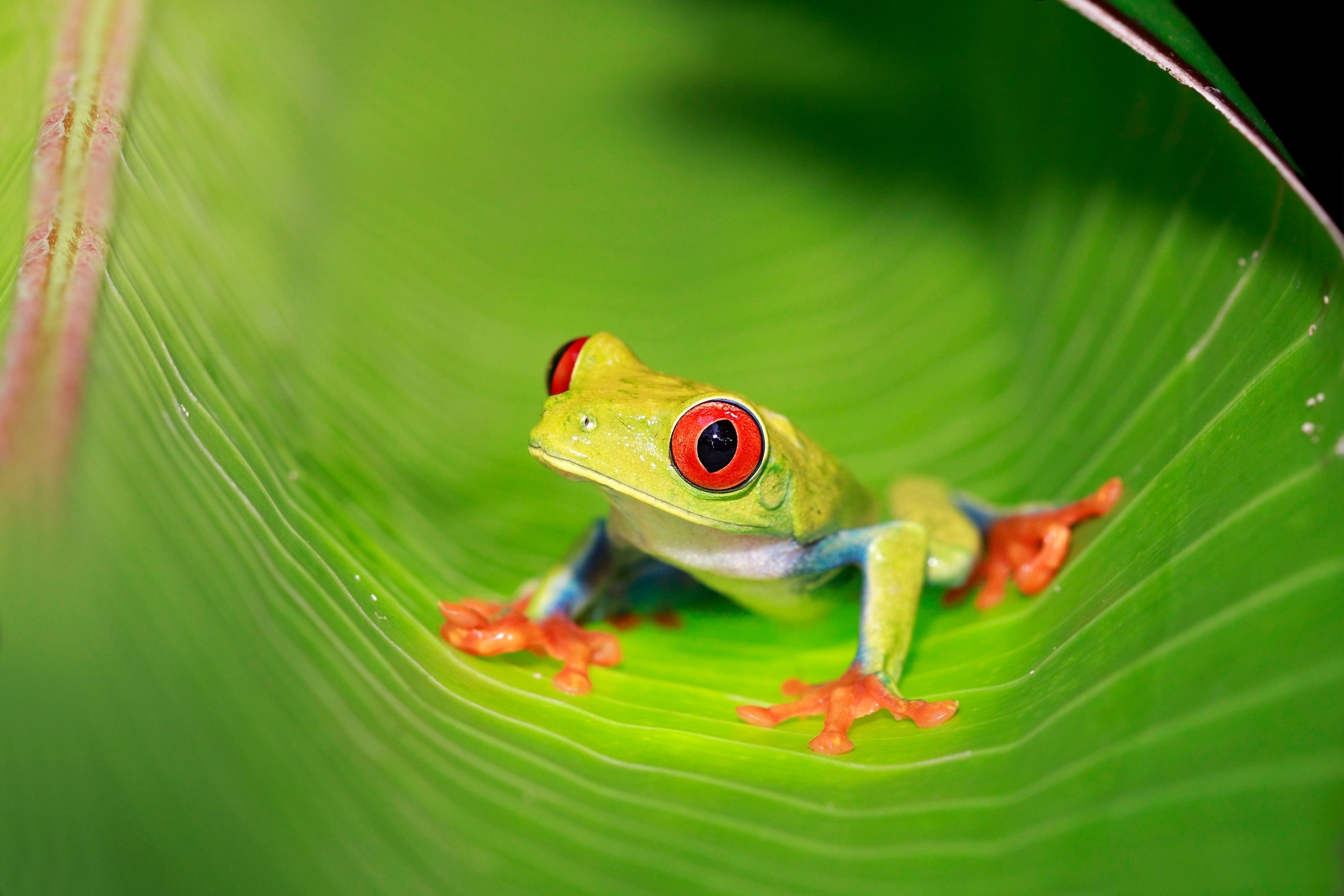 Fascinating wildlife, Vibrant red-eyed frog, Amazing nature, National Geographic, 3080x2050 HD Desktop