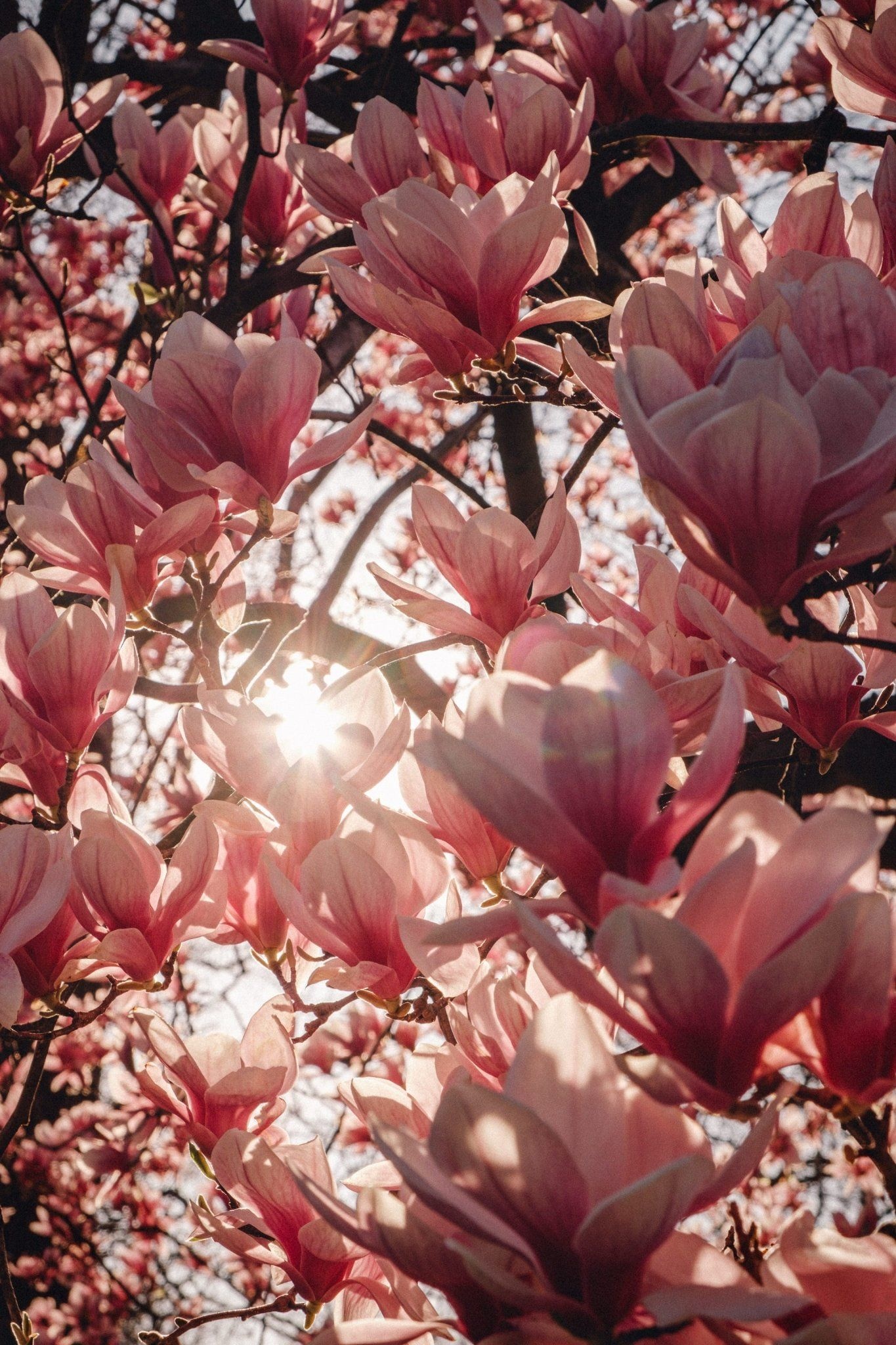 Limited Edition, Magnolia Print, The Sun Also Rises, Pretty Backgrounds, 1370x2050 HD Phone