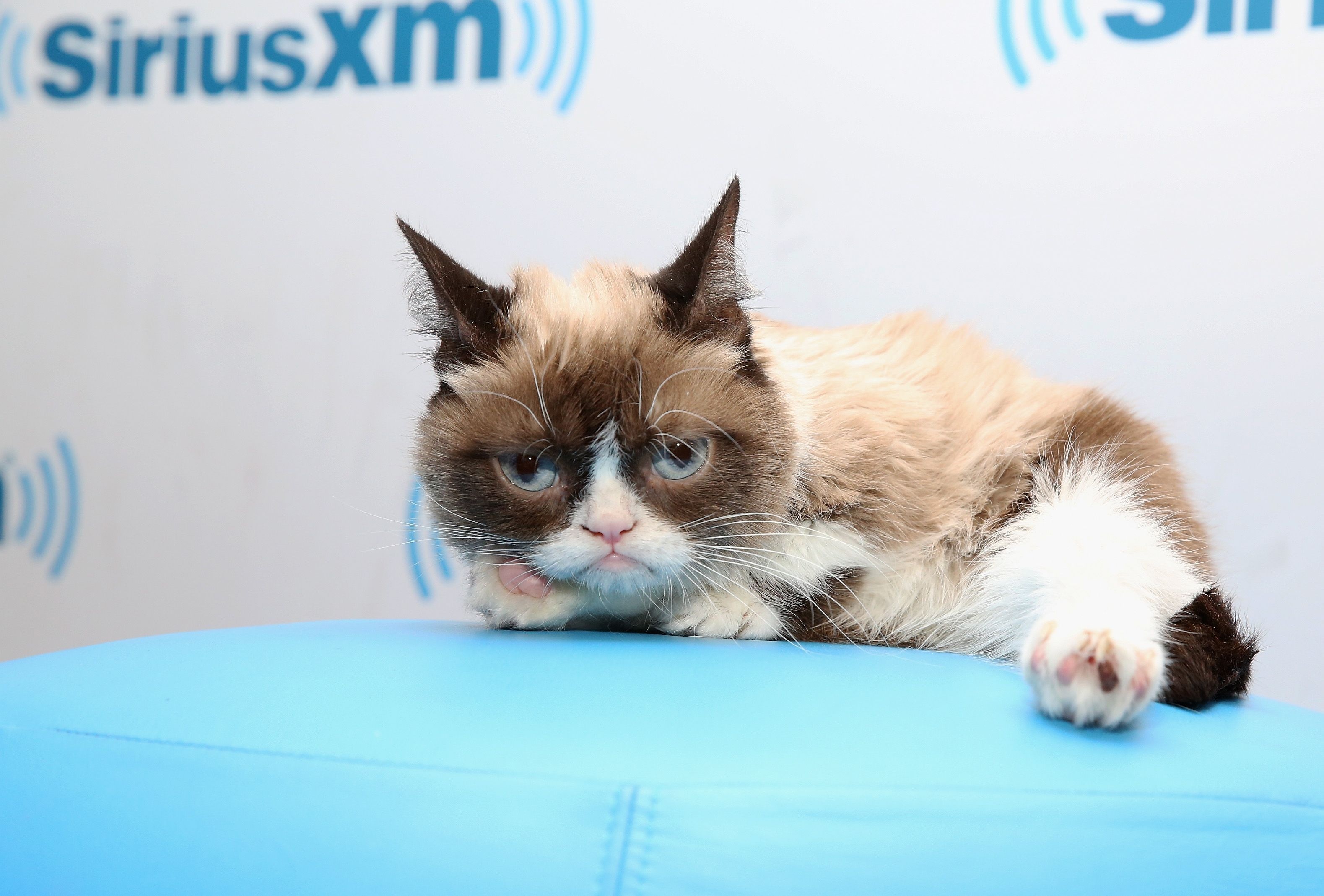 Grumpy Cat, Internet celebrity, CNN news, Sad demise at age 7, 3160x2140 HD Desktop