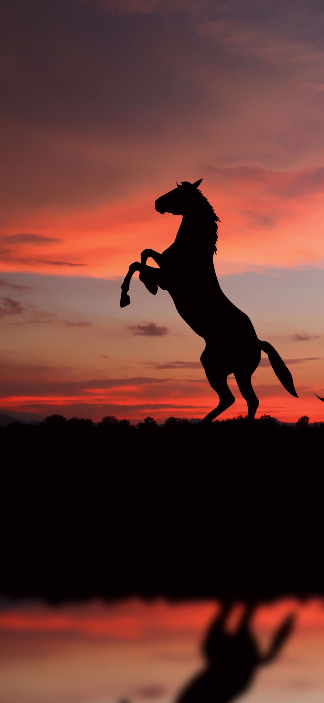 Horse: Equus caballus, domesticated since prehistoric times. 1130x2440 HD Wallpaper.
