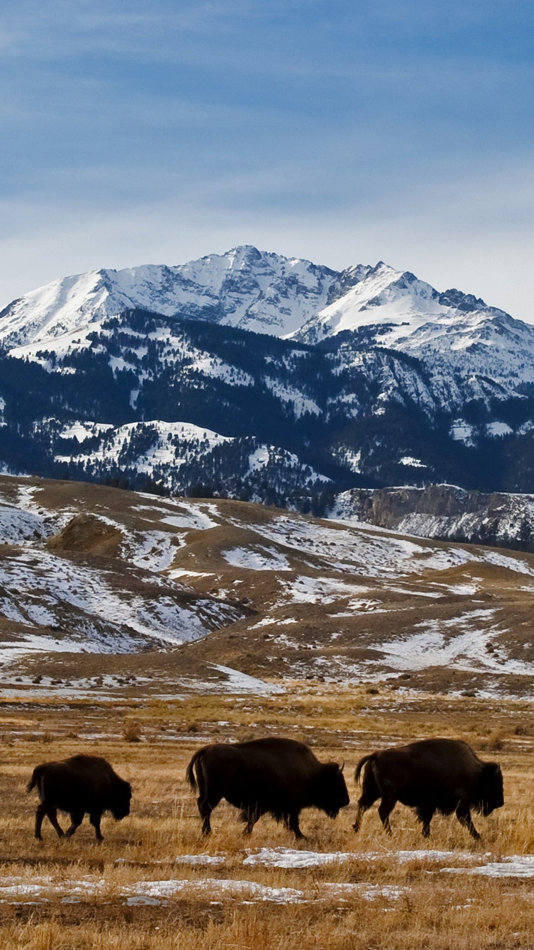 Yellowstone National Park, American bison migration, Winter wonderland, Windows 10 spotlight, 1080x1920 Full HD Phone