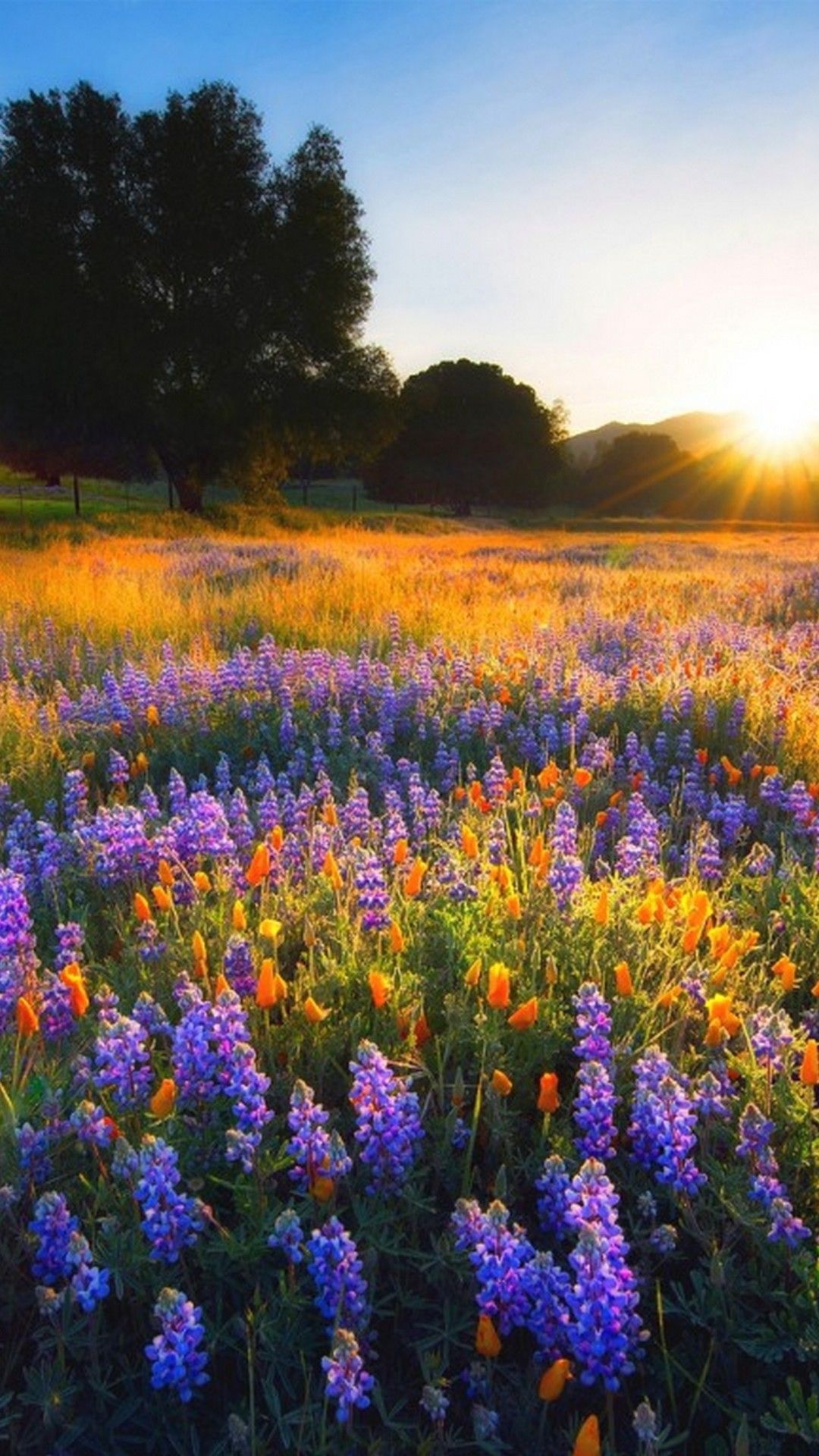 Bluebonnet, Spring nature, Fresh blossoms, Vibrant colors, 1080x1920 Full HD Phone