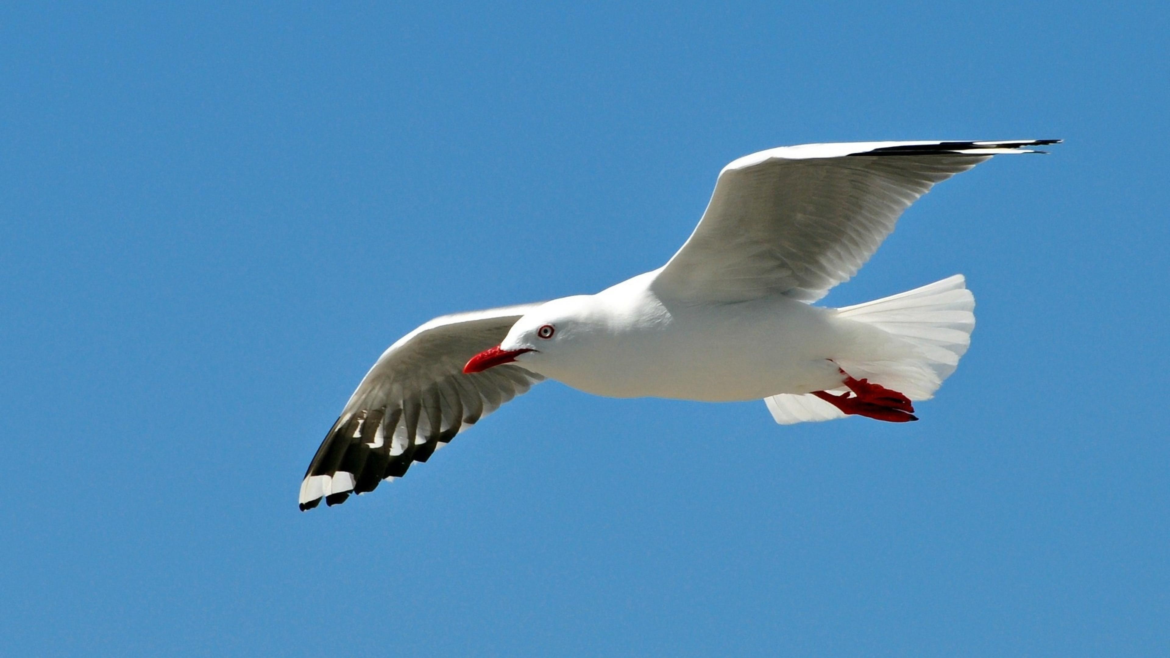 Seagull, Birds, Flight, Blue, 3840x2160 4K Desktop
