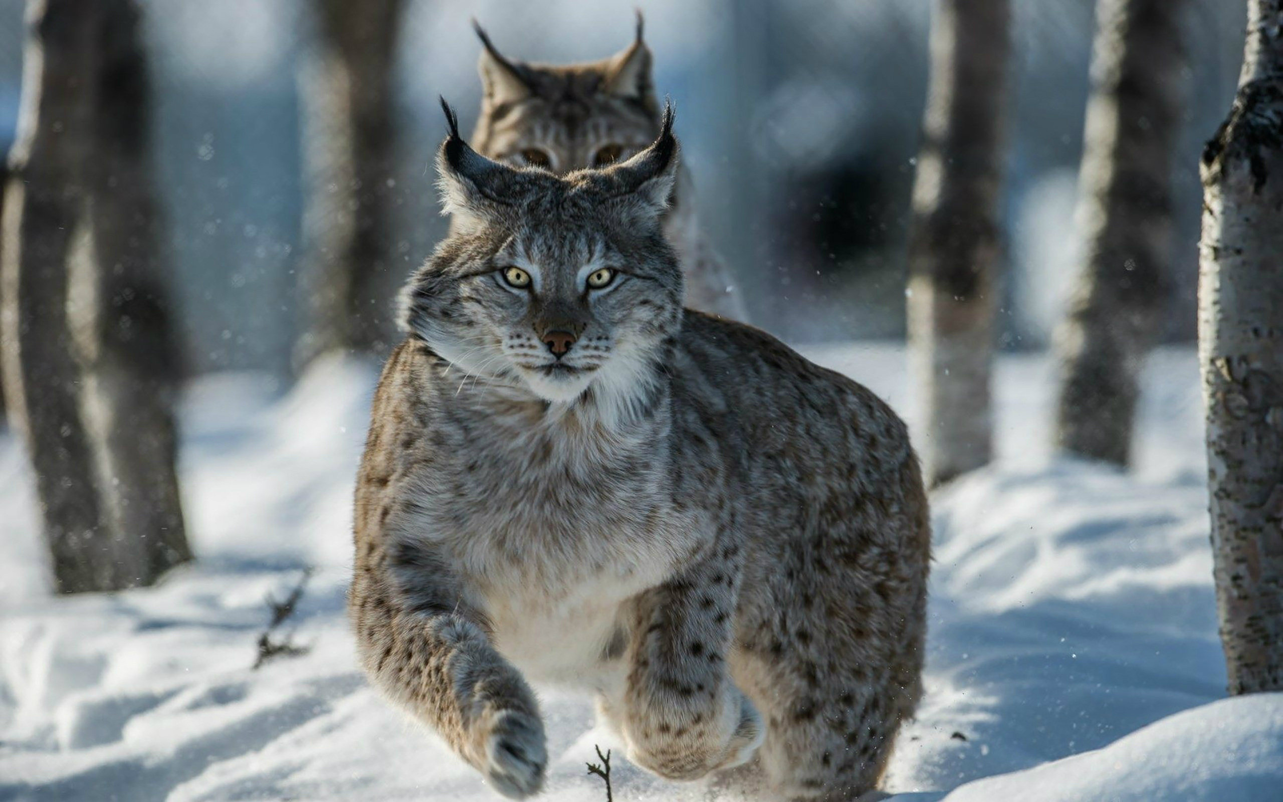Siberian lynx, Captivating feline, Untamed nature, Free-spirited creature, 2560x1600 HD Desktop