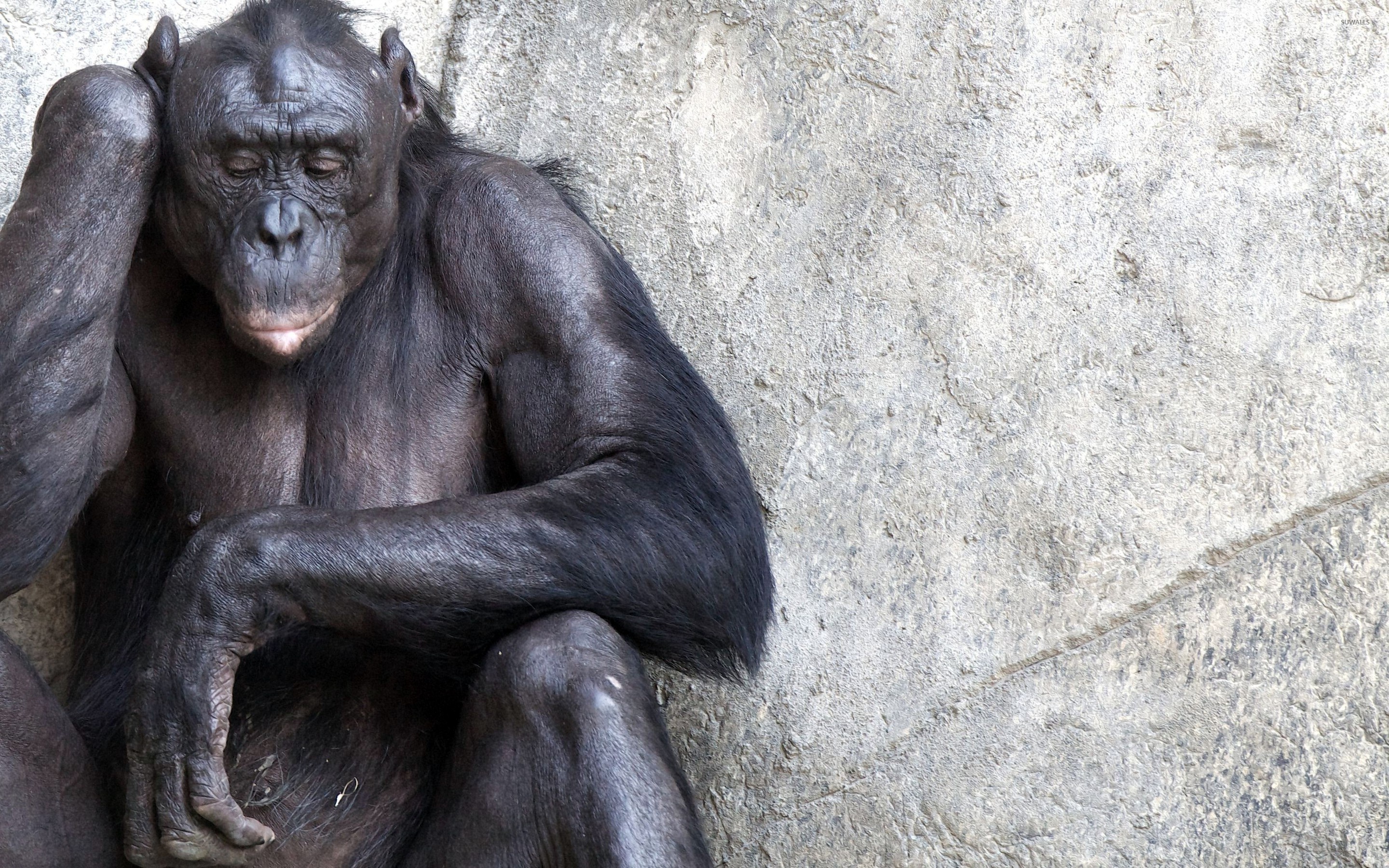 Chimpanzee portrait, Primate beauty, Animal wallpaper, 2880x1800 HD Desktop