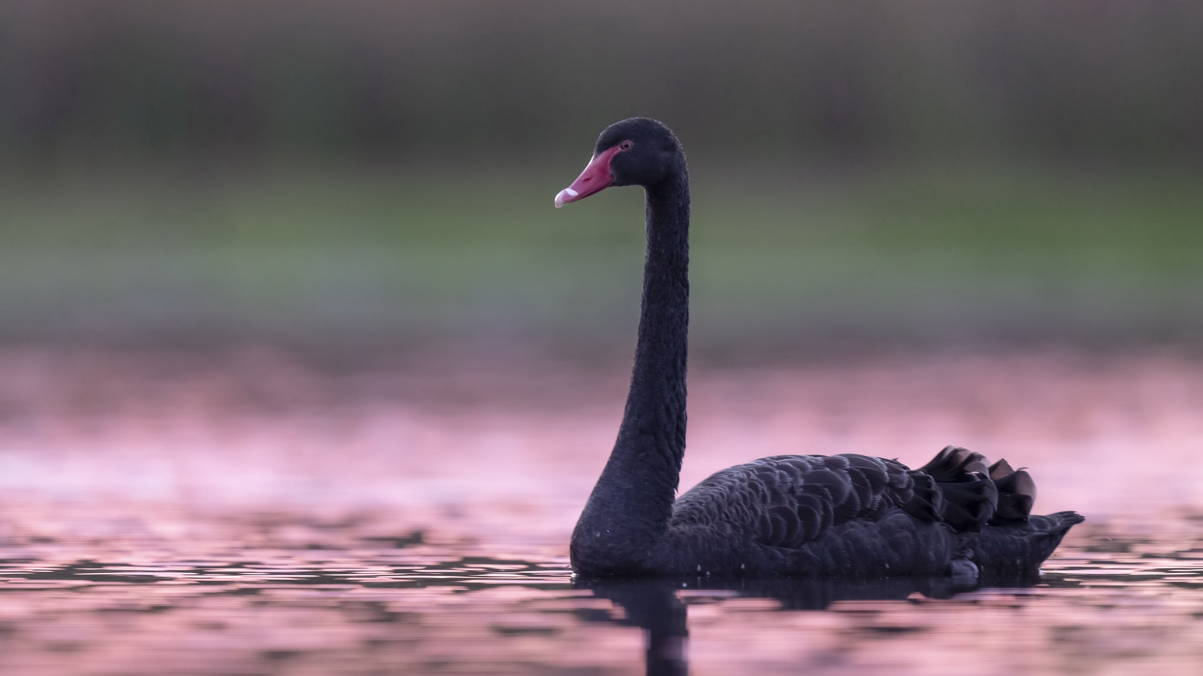 Black Swan (Bird): A large waterbird, Cygnus atratus. 3840x2160 4K Background.