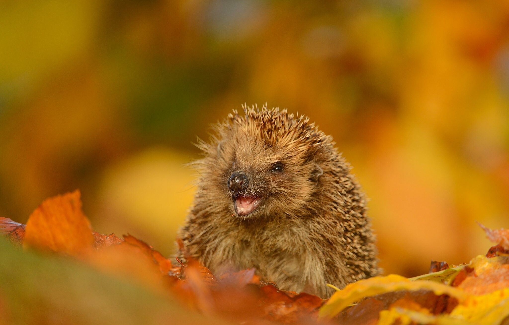Hedgehog: Species that inhabit cold areas hibernate during the winter in the nests made of grass and leaves. 2050x1320 HD Wallpaper.
