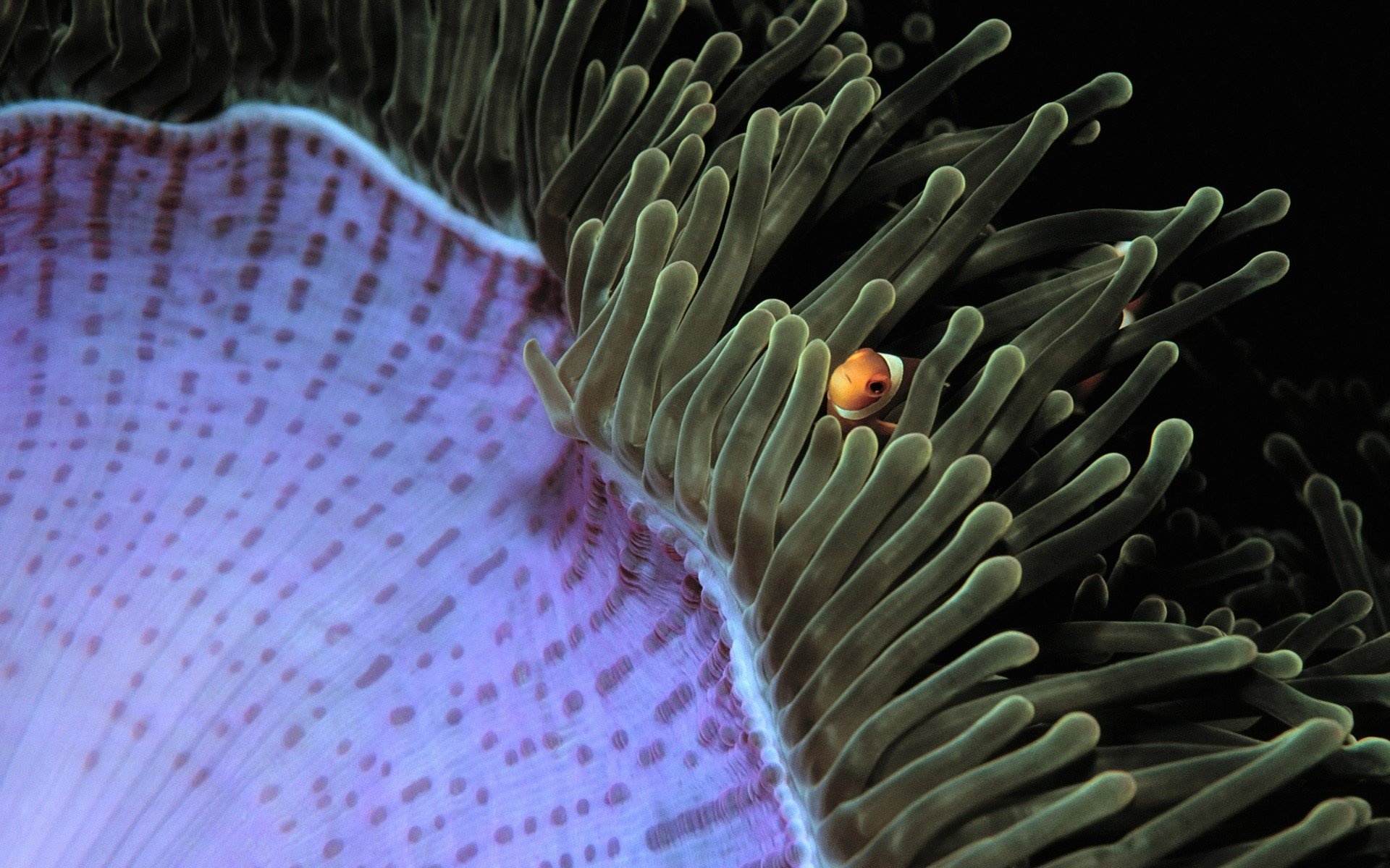 Malaysian clownfish, Sea anemone interaction, Desktop wallpaper, Marine beauty, 1920x1200 HD Desktop