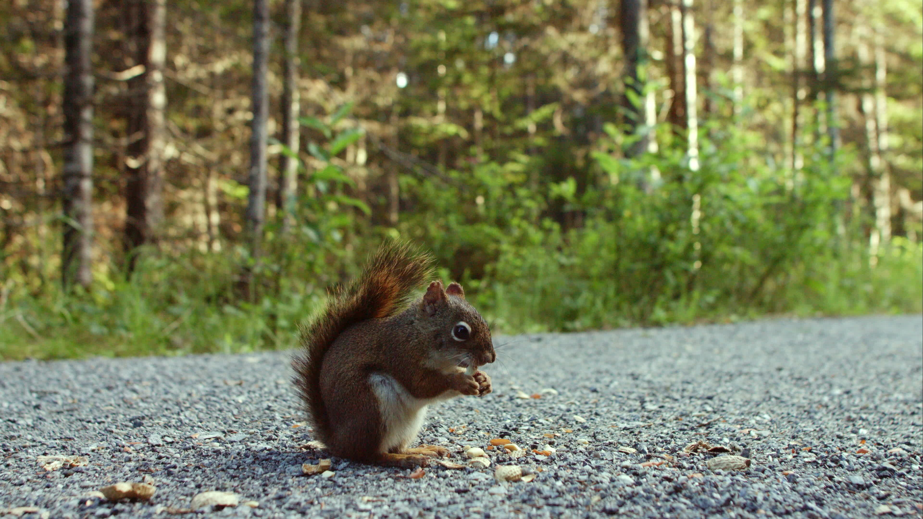 Peanuts (Food), Squirrel's snack, Ground activity, Wildlife footage, 3840x2160 4K Desktop
