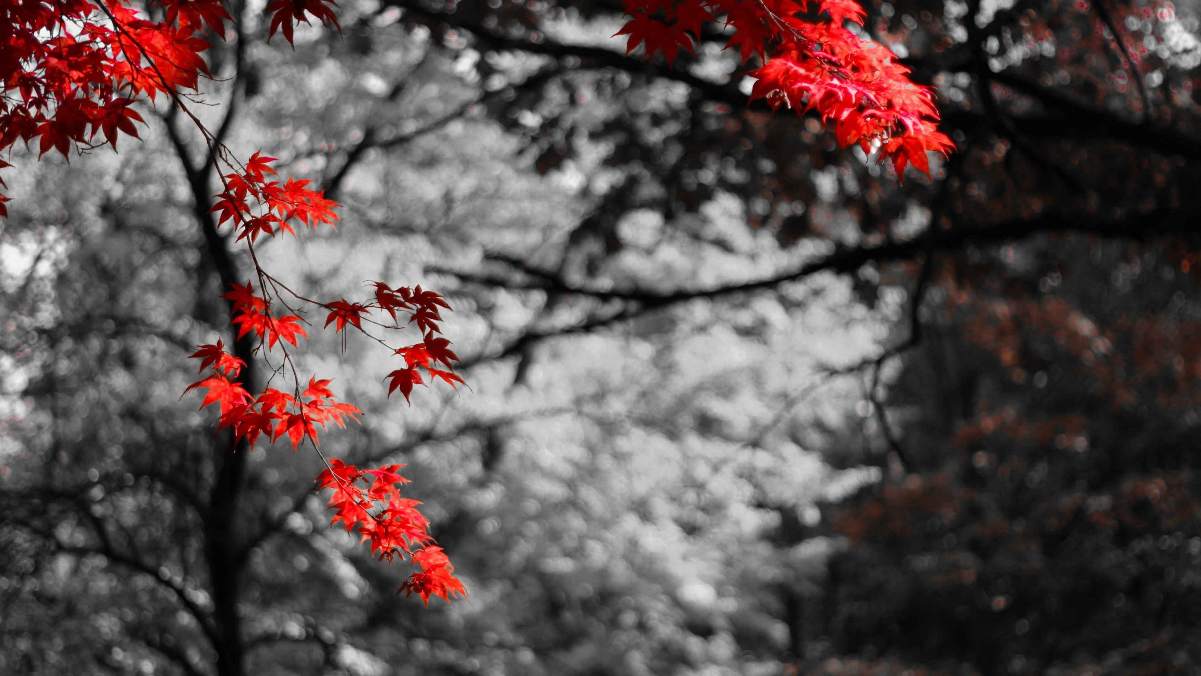 Wallpaper trees, Red plants, Winter snow, Autumn vibes, 3840x2160 4K Desktop