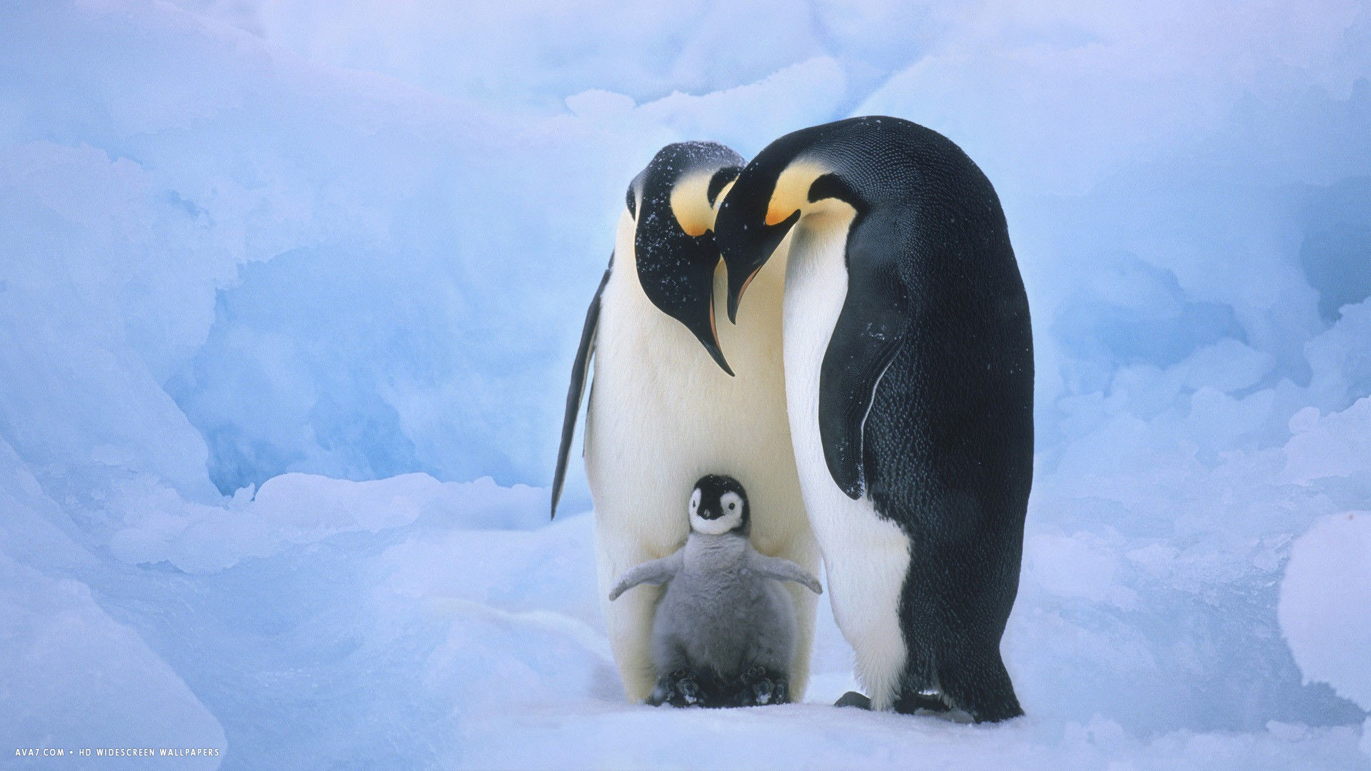 Penguin family wallpaper, Adorable penguins, 1920x1080 Full HD Desktop