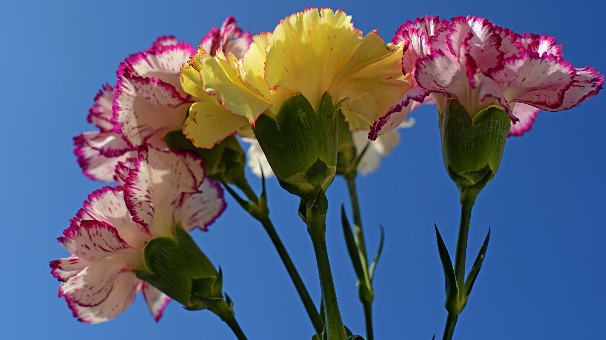 Carnation: Perfect border flowers, and look very pretty in small clusters. 2010x1130 HD Wallpaper.
