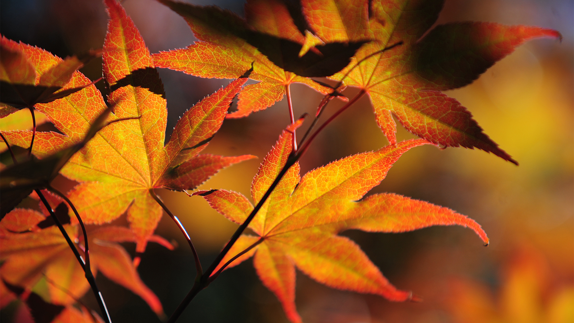 Japanese maple tree, Sun Windows 10 spotlight, Colorful autumn leaves, Japanese maple tree, 1920x1080 Full HD Desktop