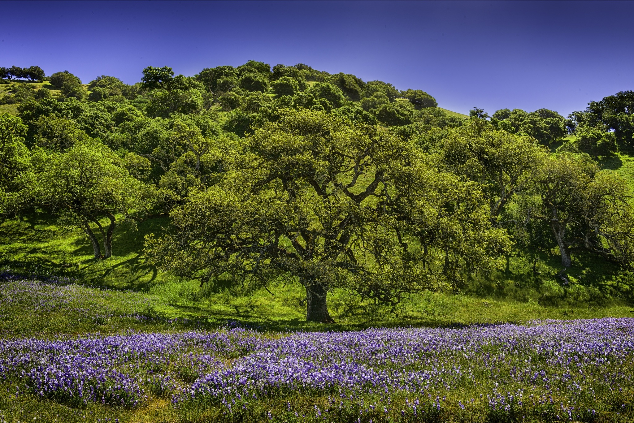 Download oak tree wallpapers, Nature's beauty, Mesmerizing backgrounds, Wallpaper collection, 2050x1370 HD Desktop
