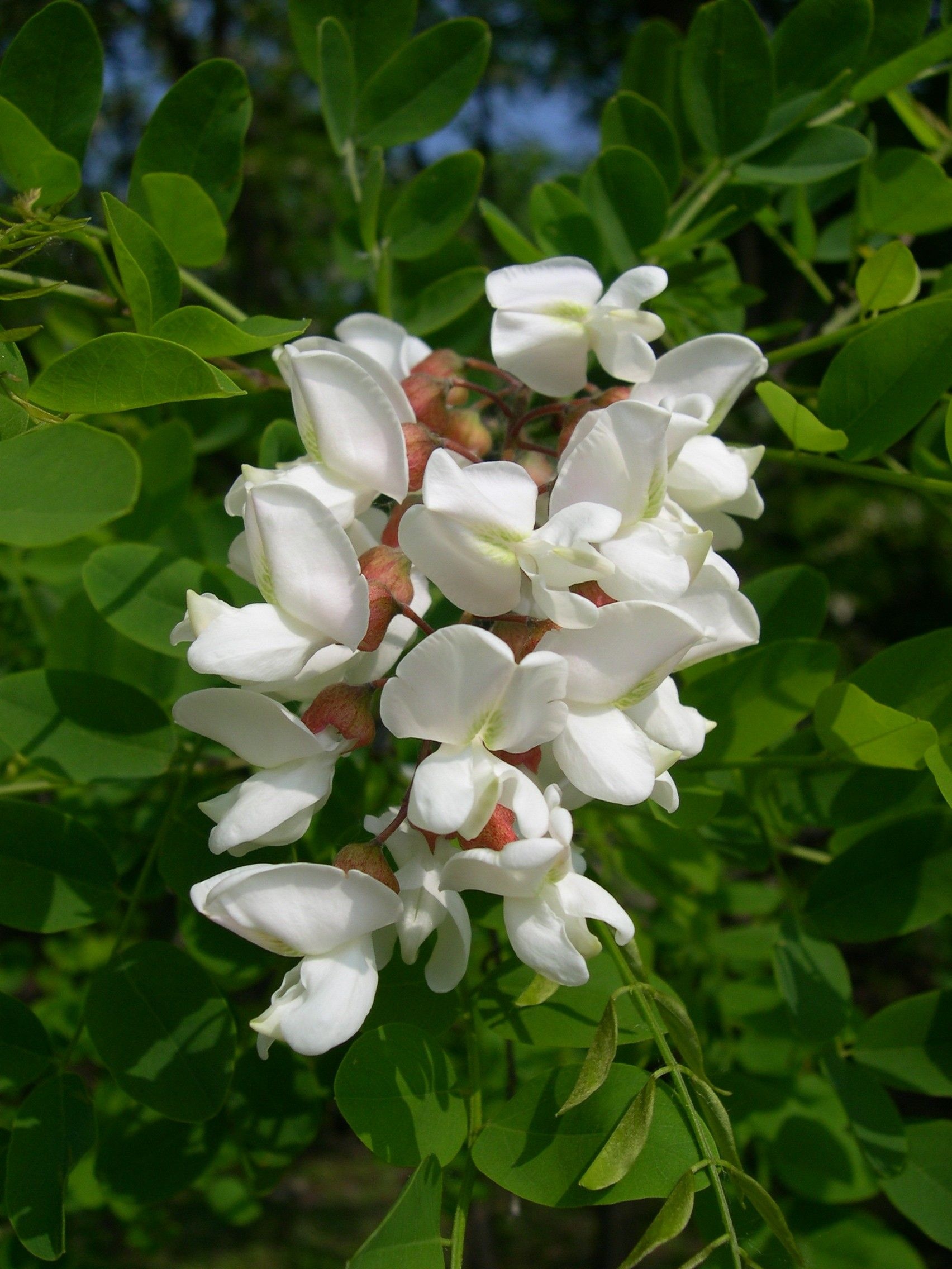 Roninia pseudoacacia, Edible flowers, Black locust flower, Unique herb, 1710x2280 HD Phone