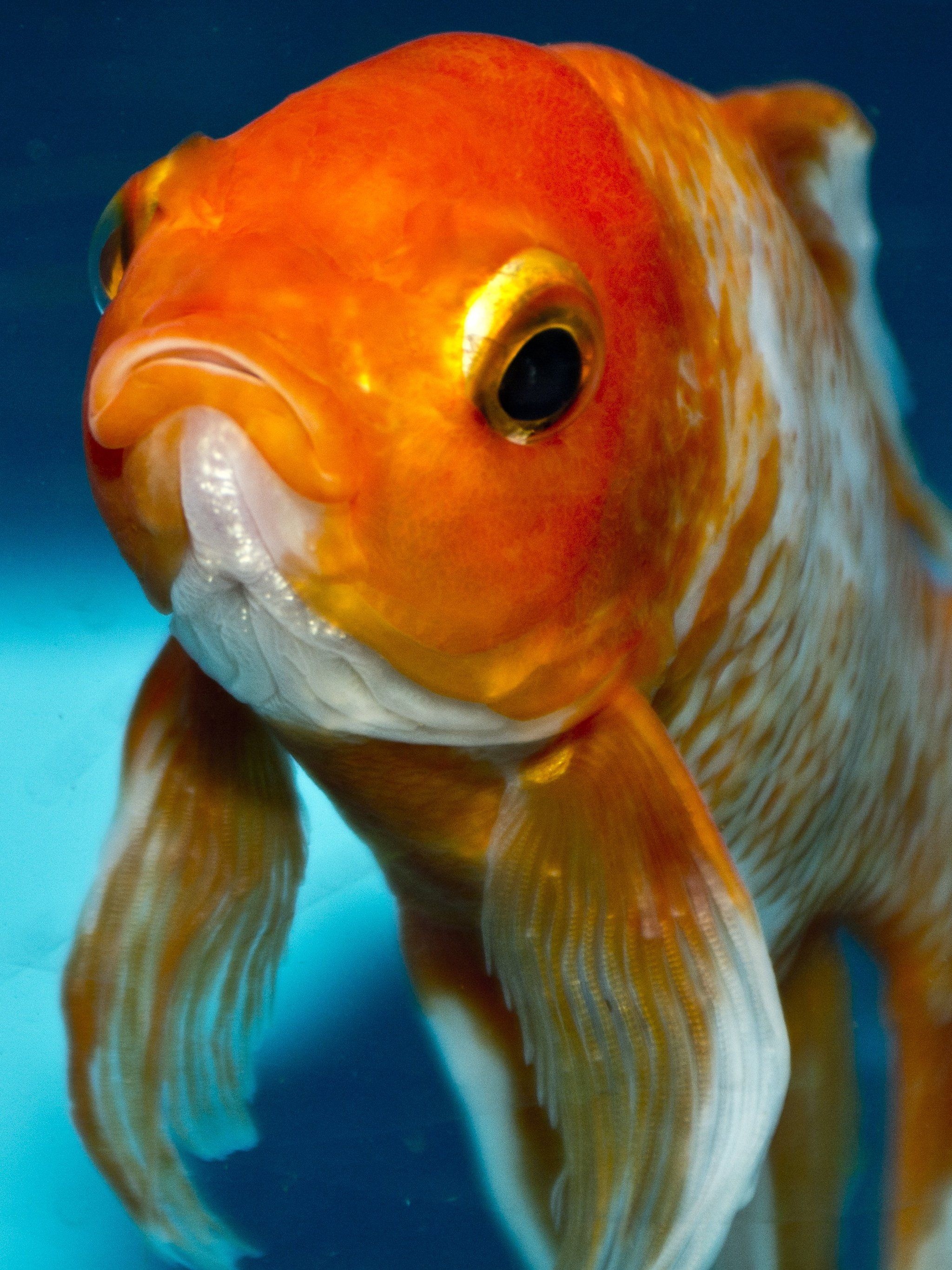 Goldfish: Was selectively bred for color in imperial China more than 1,000 years ago. 2050x2740 HD Background.