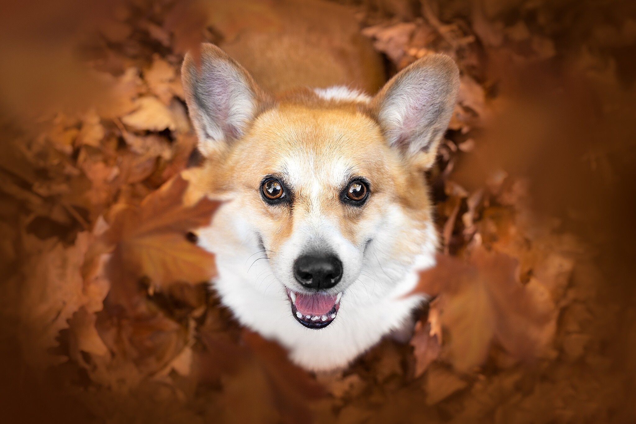 Corgi: Herding instincts and trainability can be measured at noncompetitive herding tests. 2050x1370 HD Wallpaper.