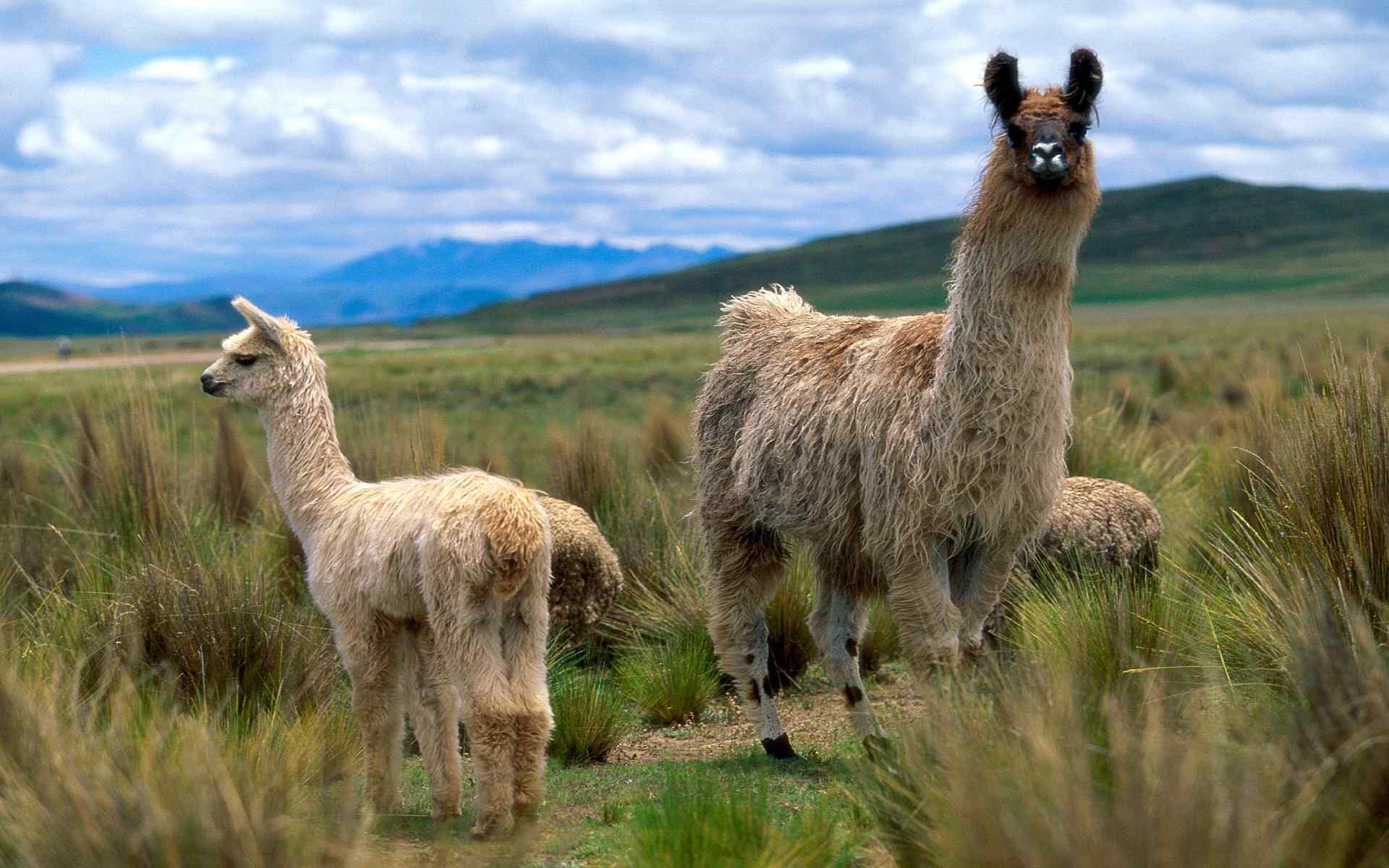 Stunning llama photography, Llama art in 4K, Captivating animal portraits, Nature's grace, 1920x1200 HD Desktop