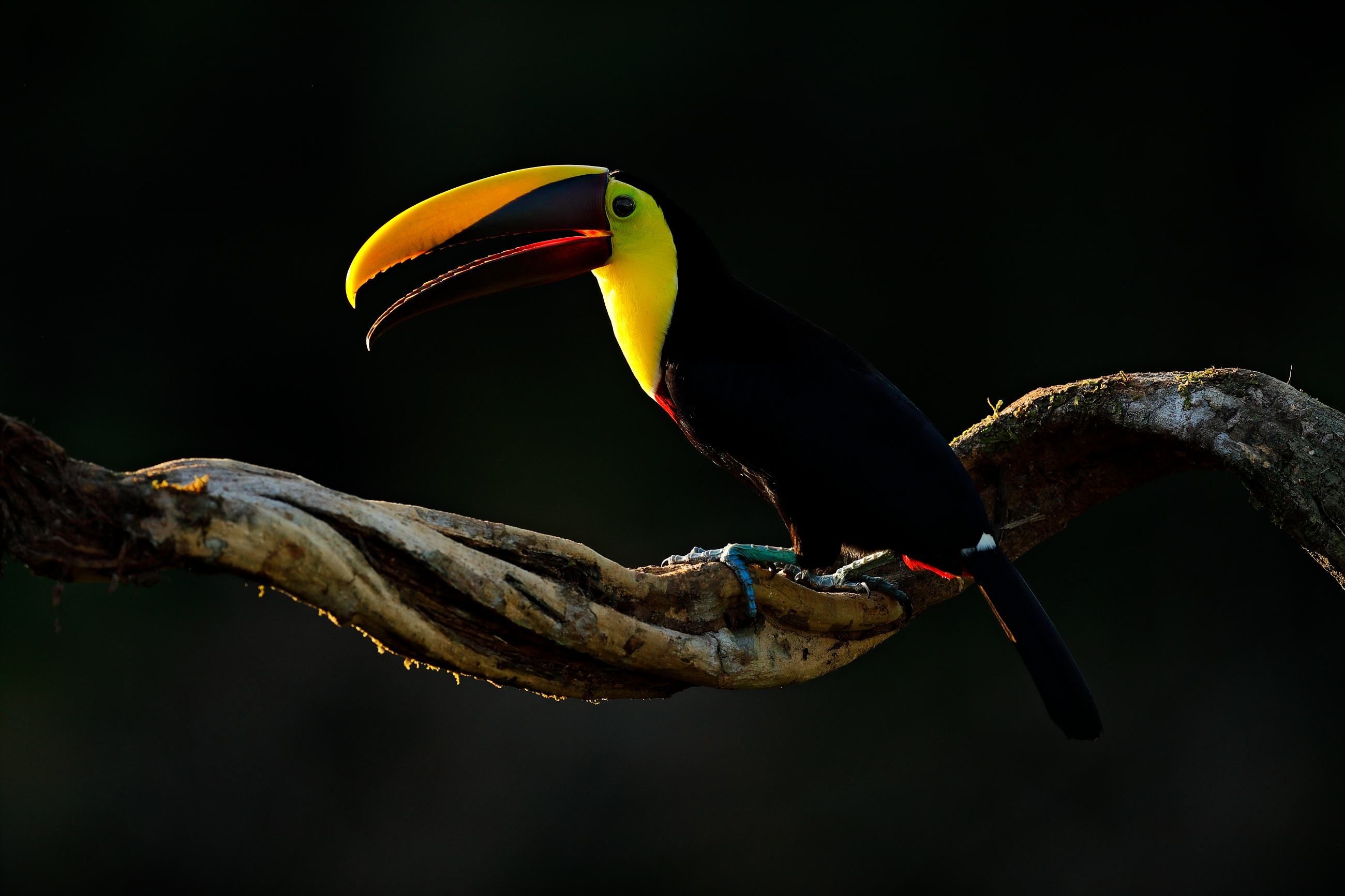 Chesnut-mandibled toucan, Tropical bird, Bota Tapada, Costa Rican wildlife, 2600x1740 HD Desktop