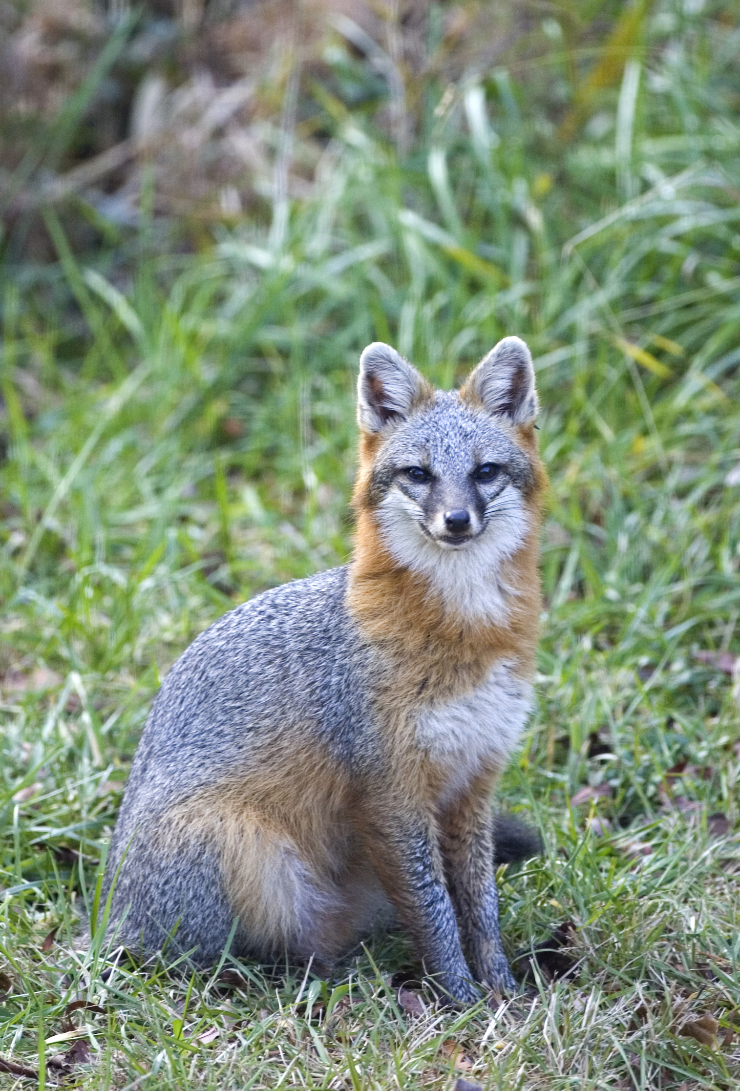 Gray Fox: Canids of medium size with long bodies and fairly short legs, Females being slightly smaller than males. 1520x2240 HD Background.